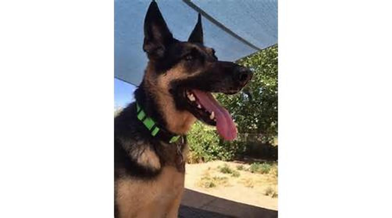 Sit Means Sit Dog Training Aurora-Parker Lone Tree
