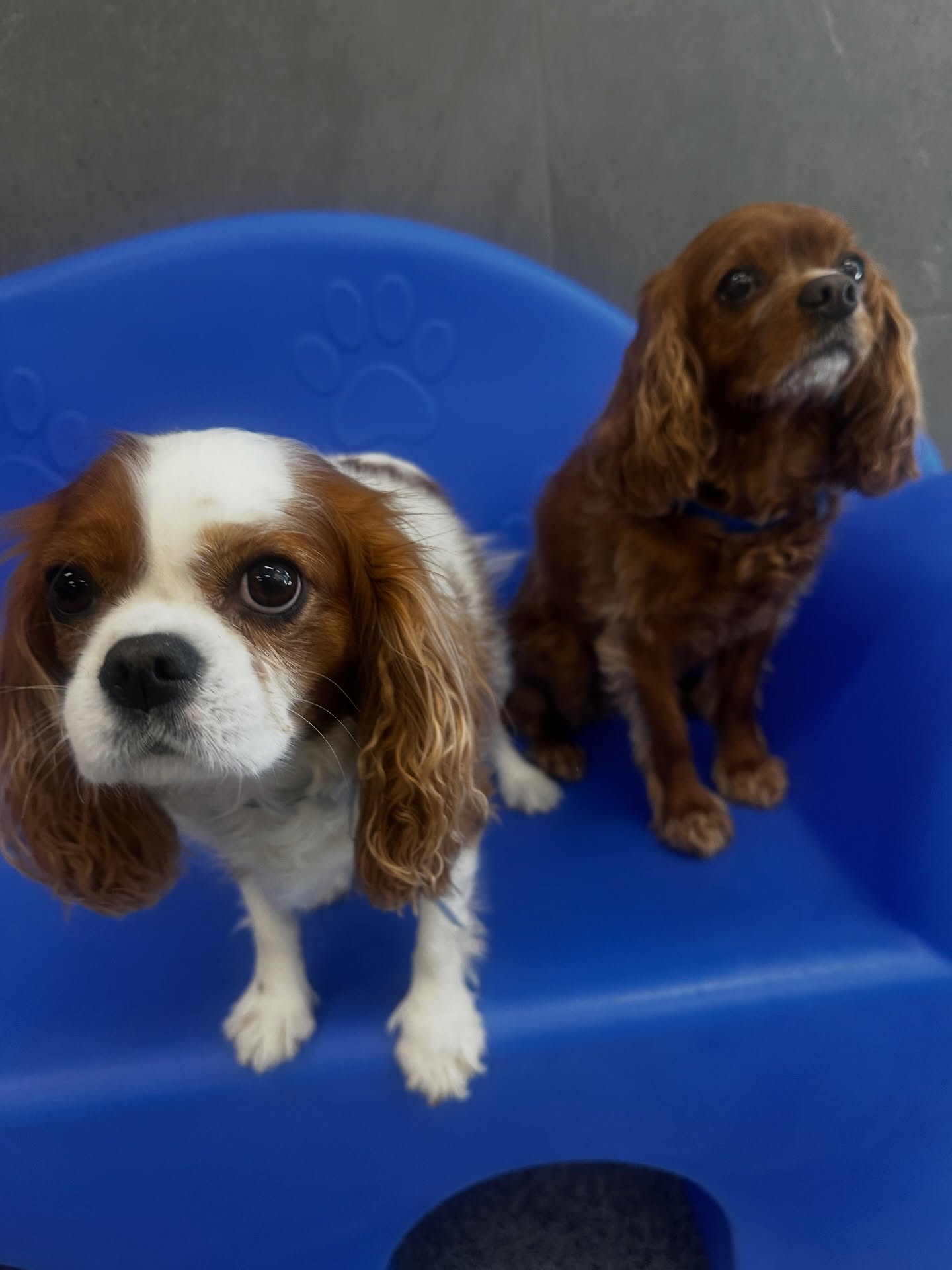 K9 Resorts Luxury Pet Hotel Lone Tree Lone Tree