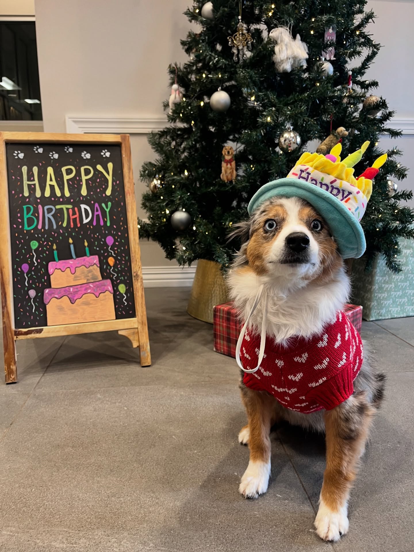 K9 Resorts Luxury Pet Hotel Lone Tree Lone Tree