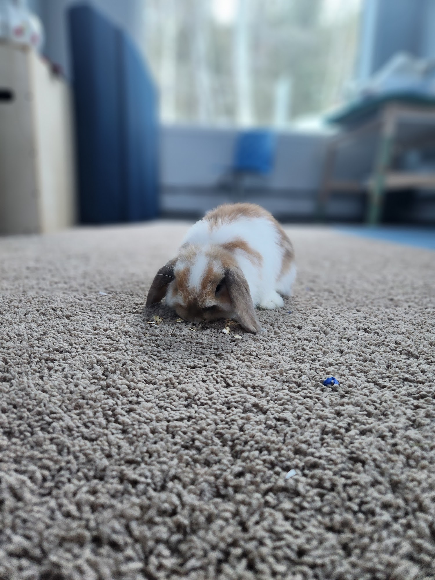 Bunny Express Rabbitry Longmont