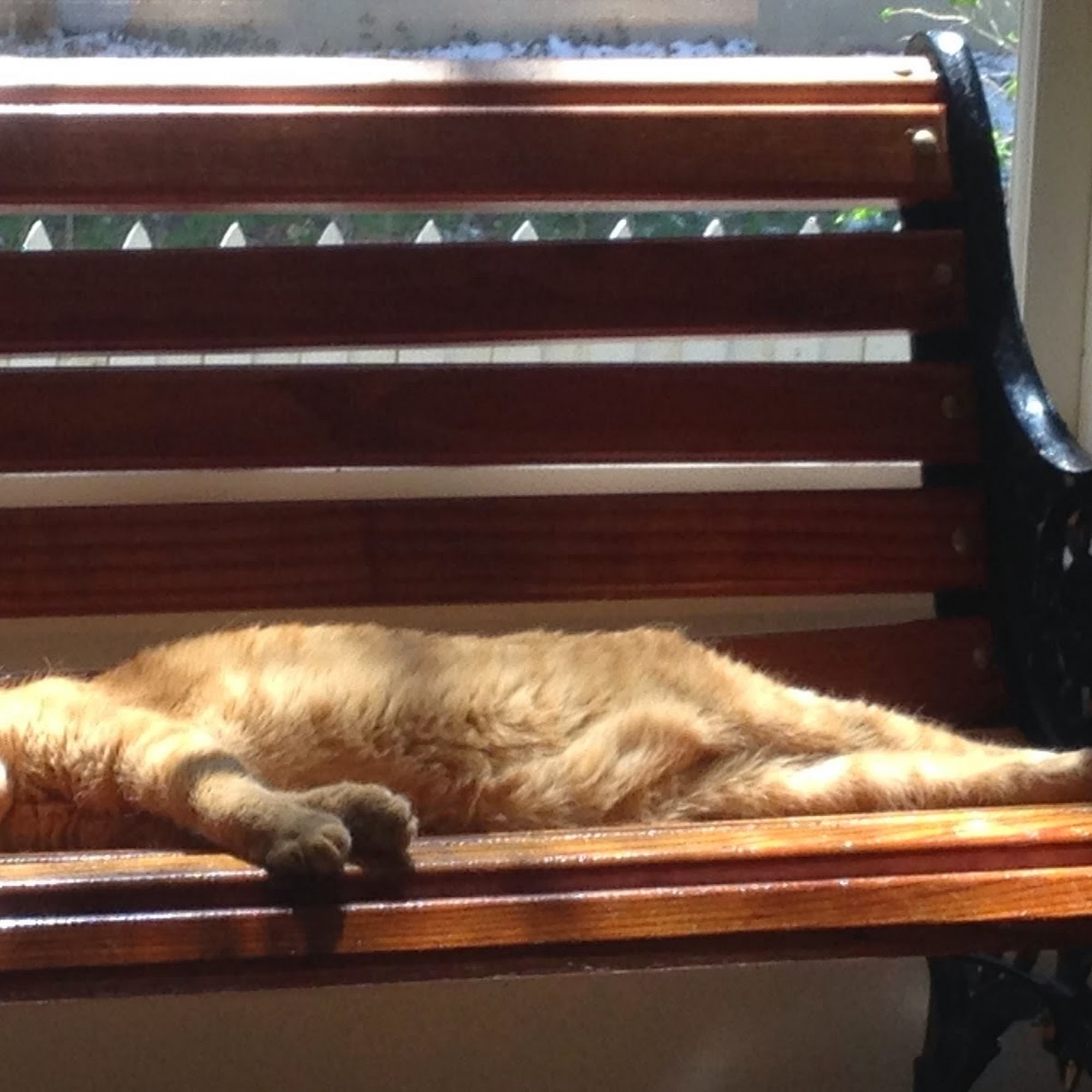 Olde Towne Animal Medical Center Longmont