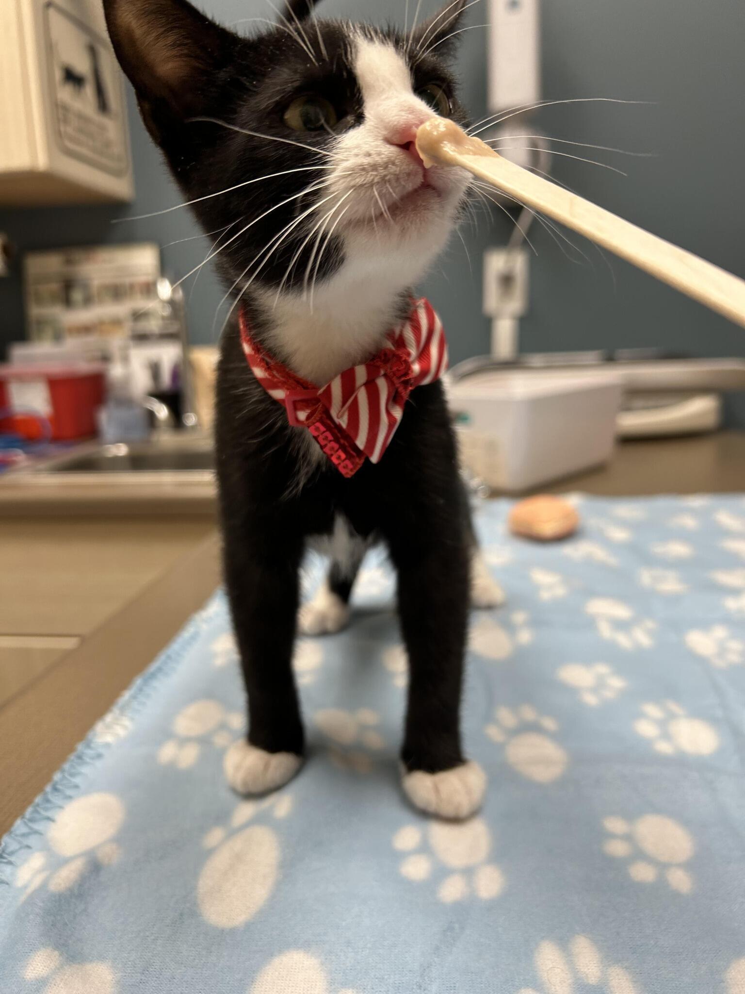 A Pet's Place Animal Hospital Longmont