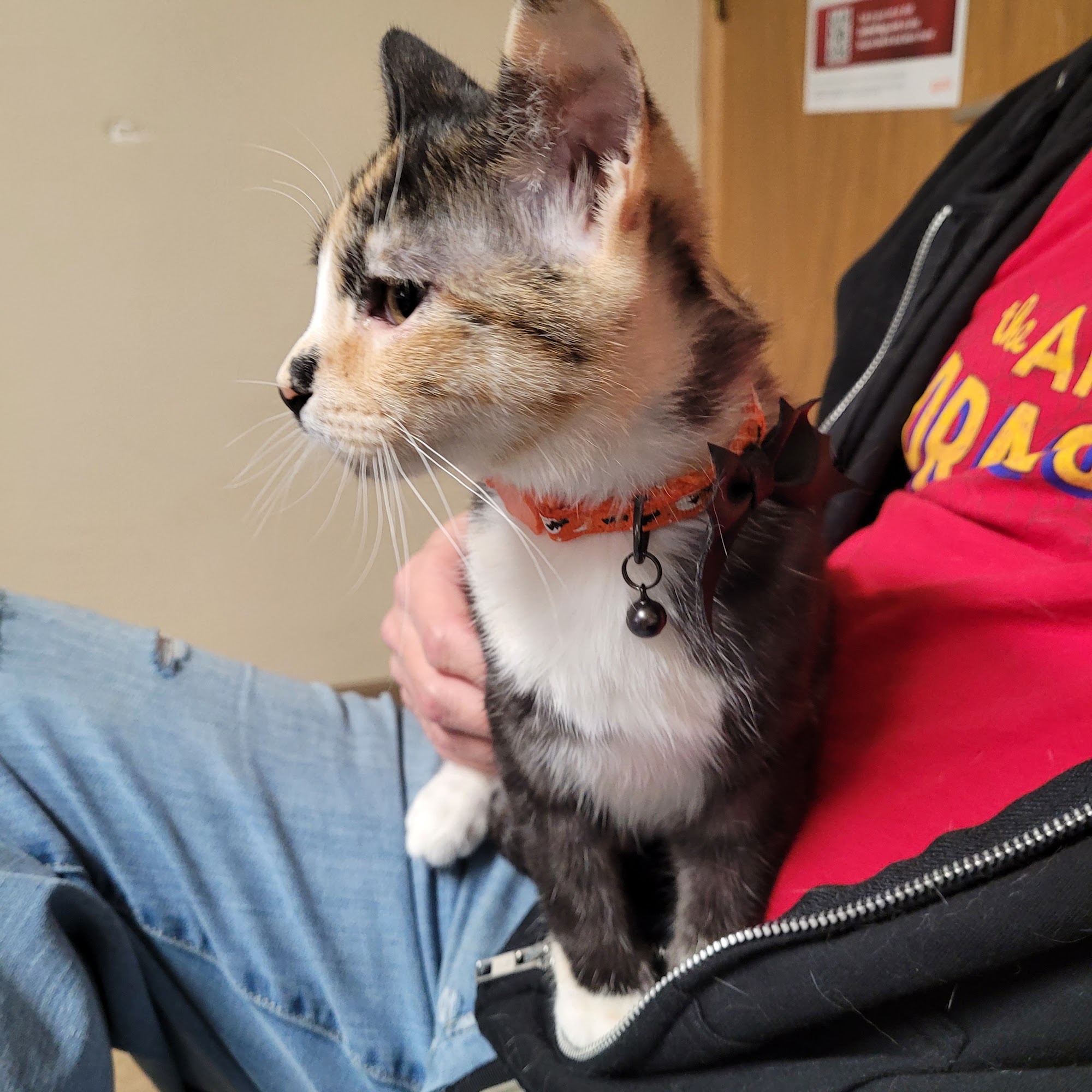 The Animal Hospital Longmont