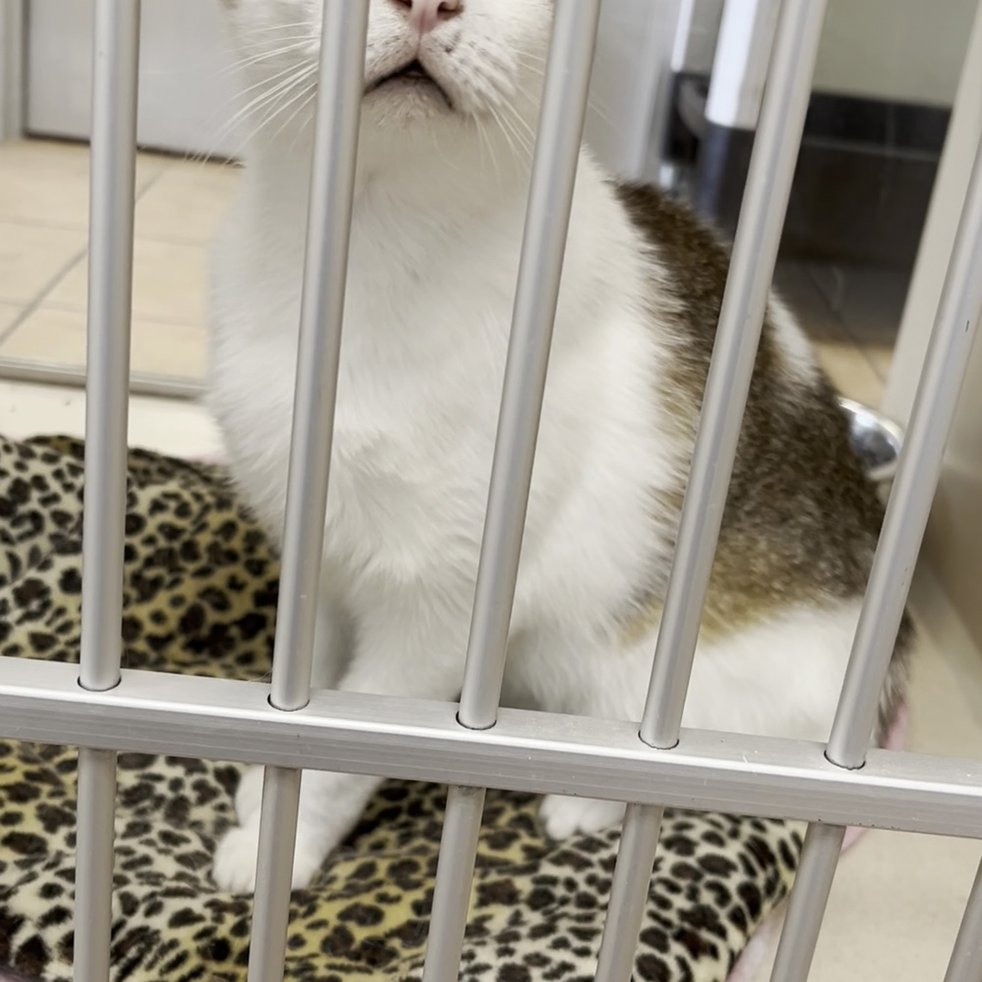 Longmont Humane Society Longmont