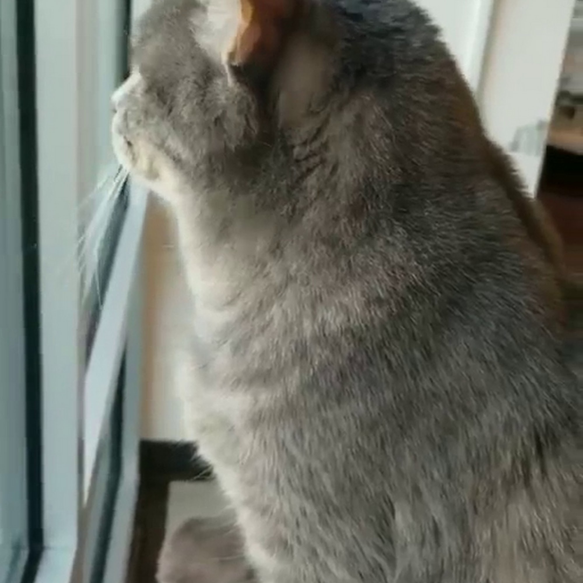 Family Pet Hospital Longmont