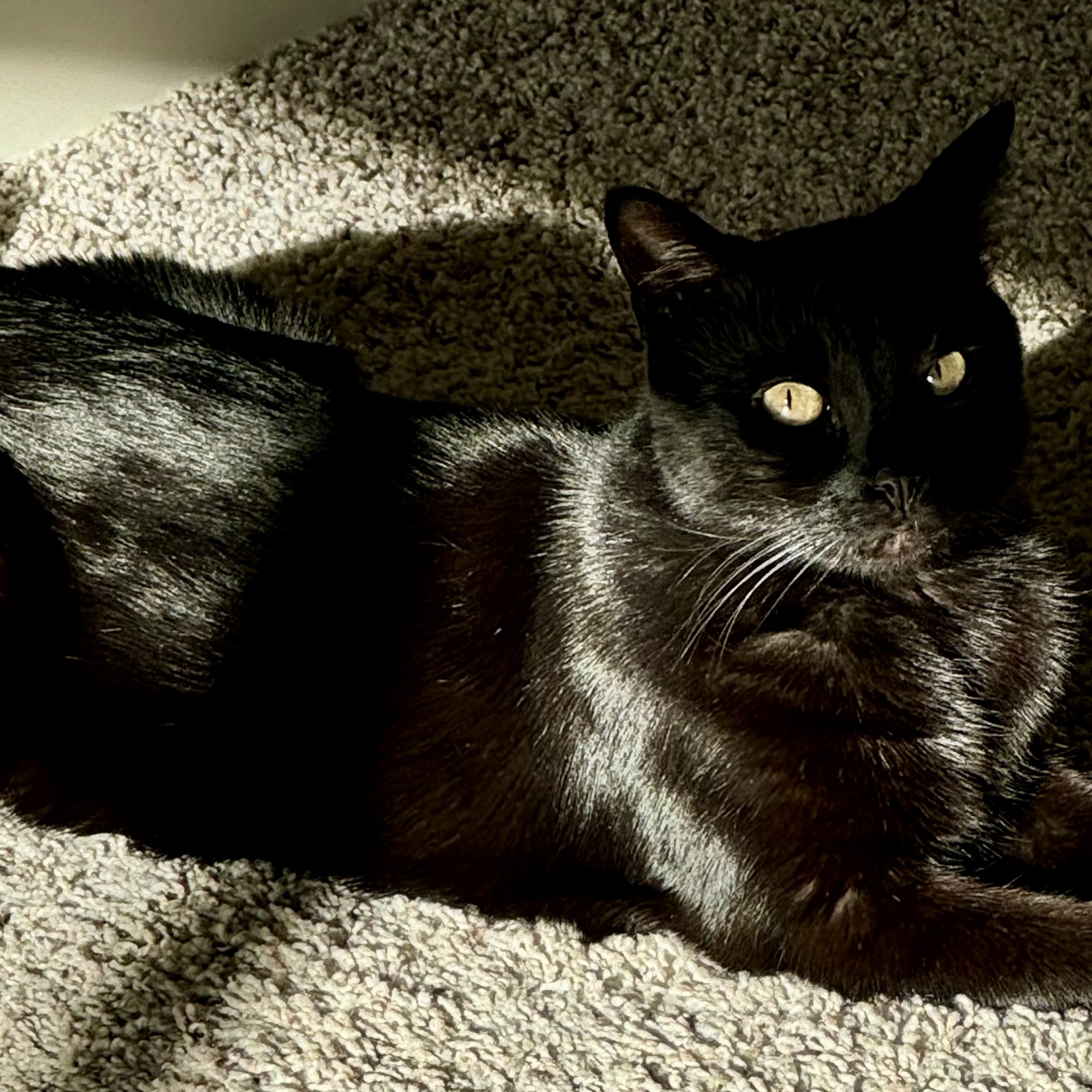 Cambridge Animal Hospital Longmont