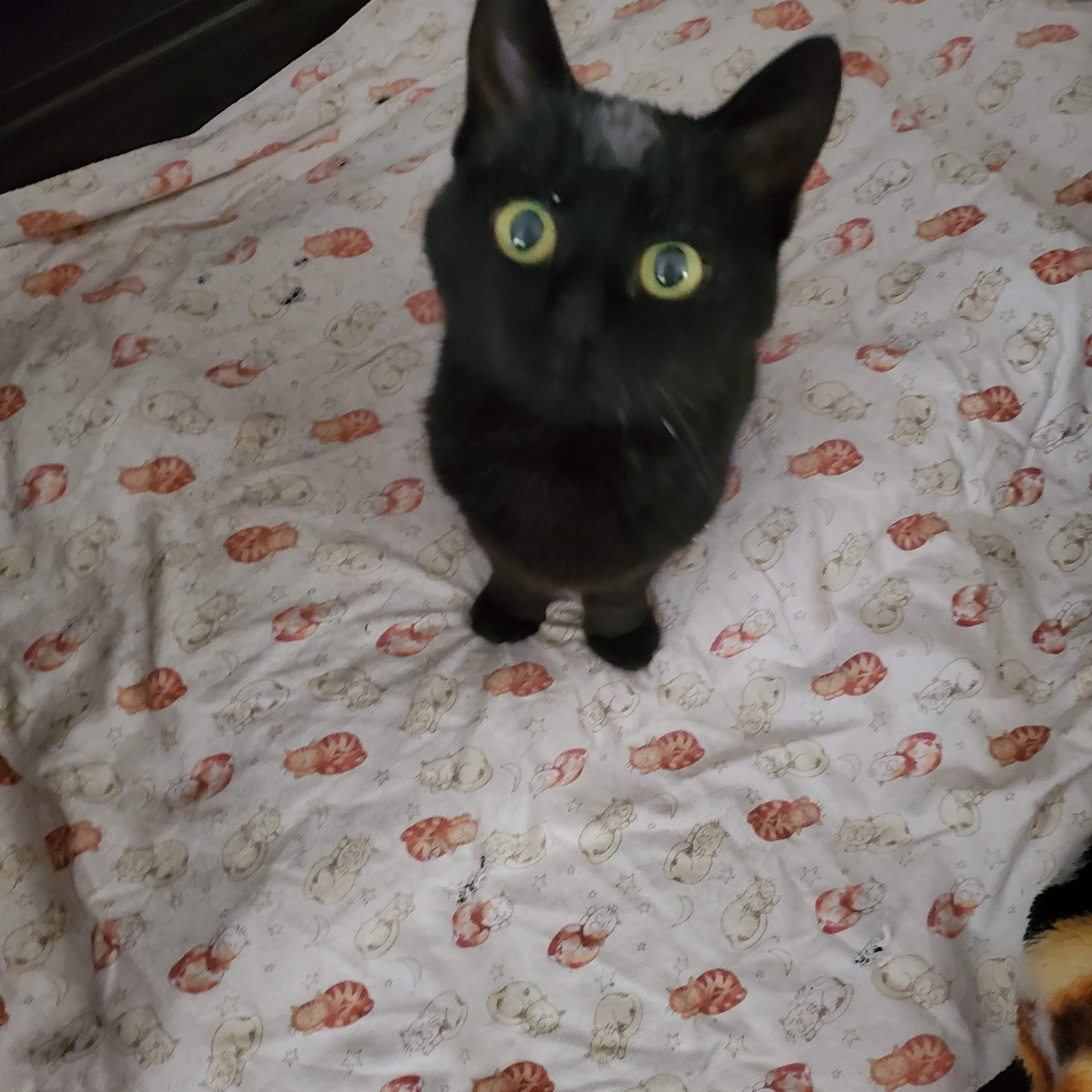 Coal Ridge Animal Hospital Longmont