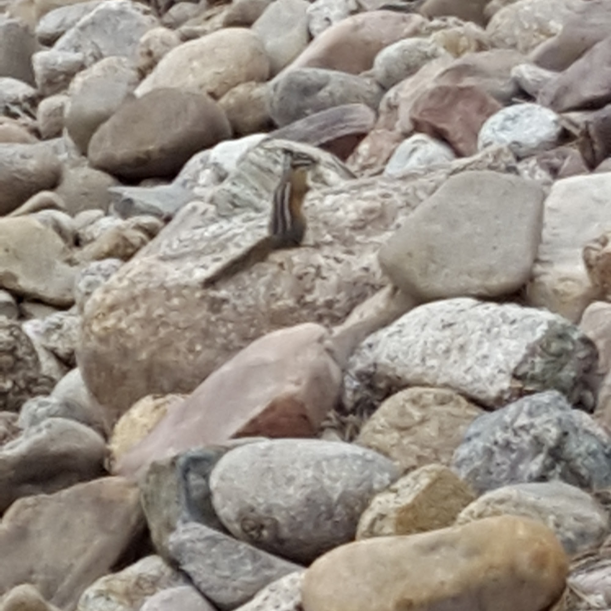 Mountain View Animal Hospital Longmont