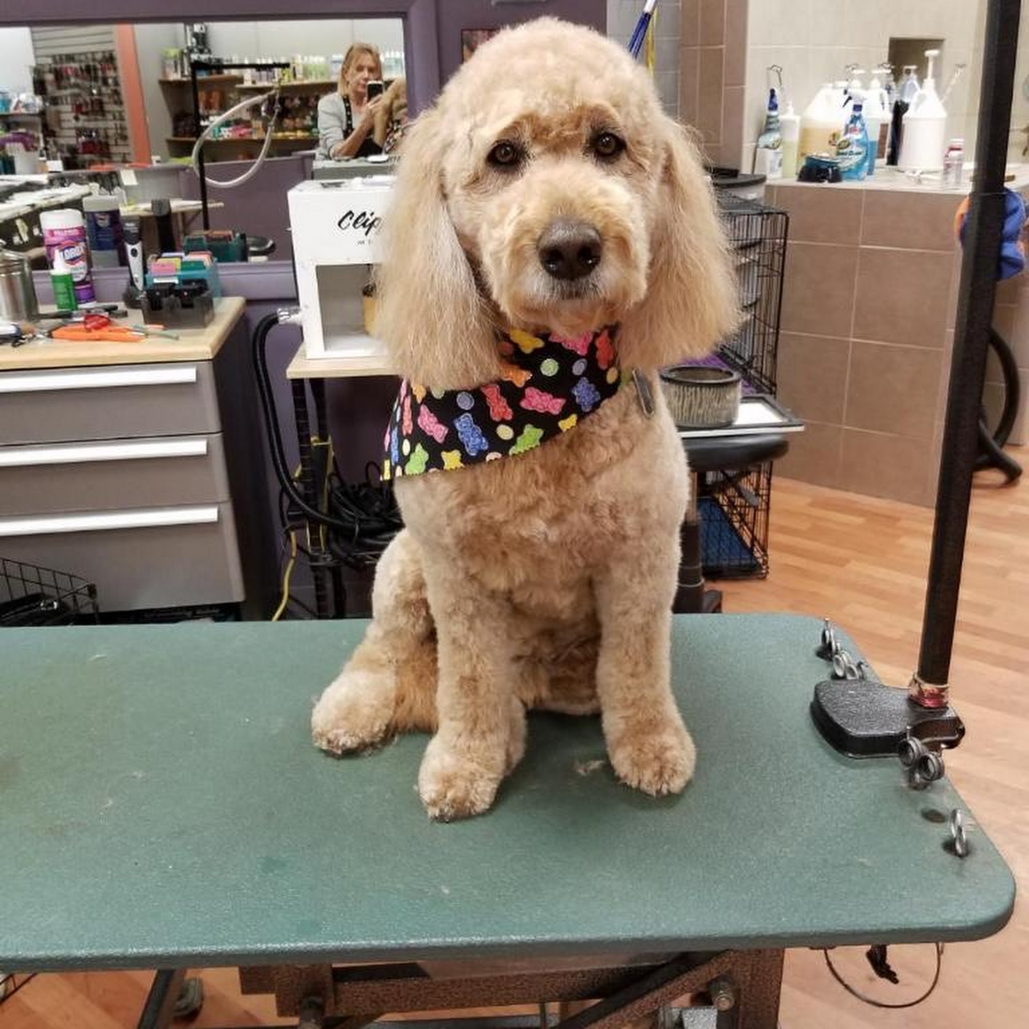 Paws 2 Groom Longmont