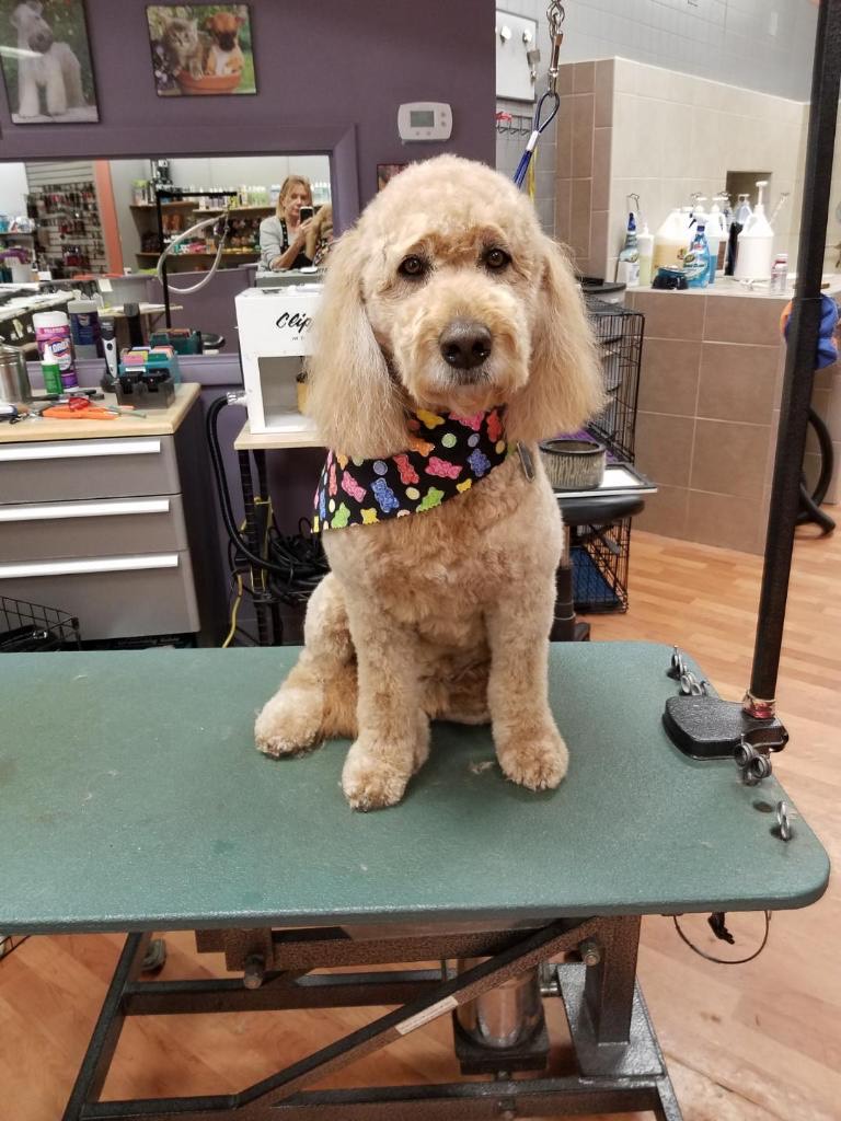 Paws 2 Groom Longmont