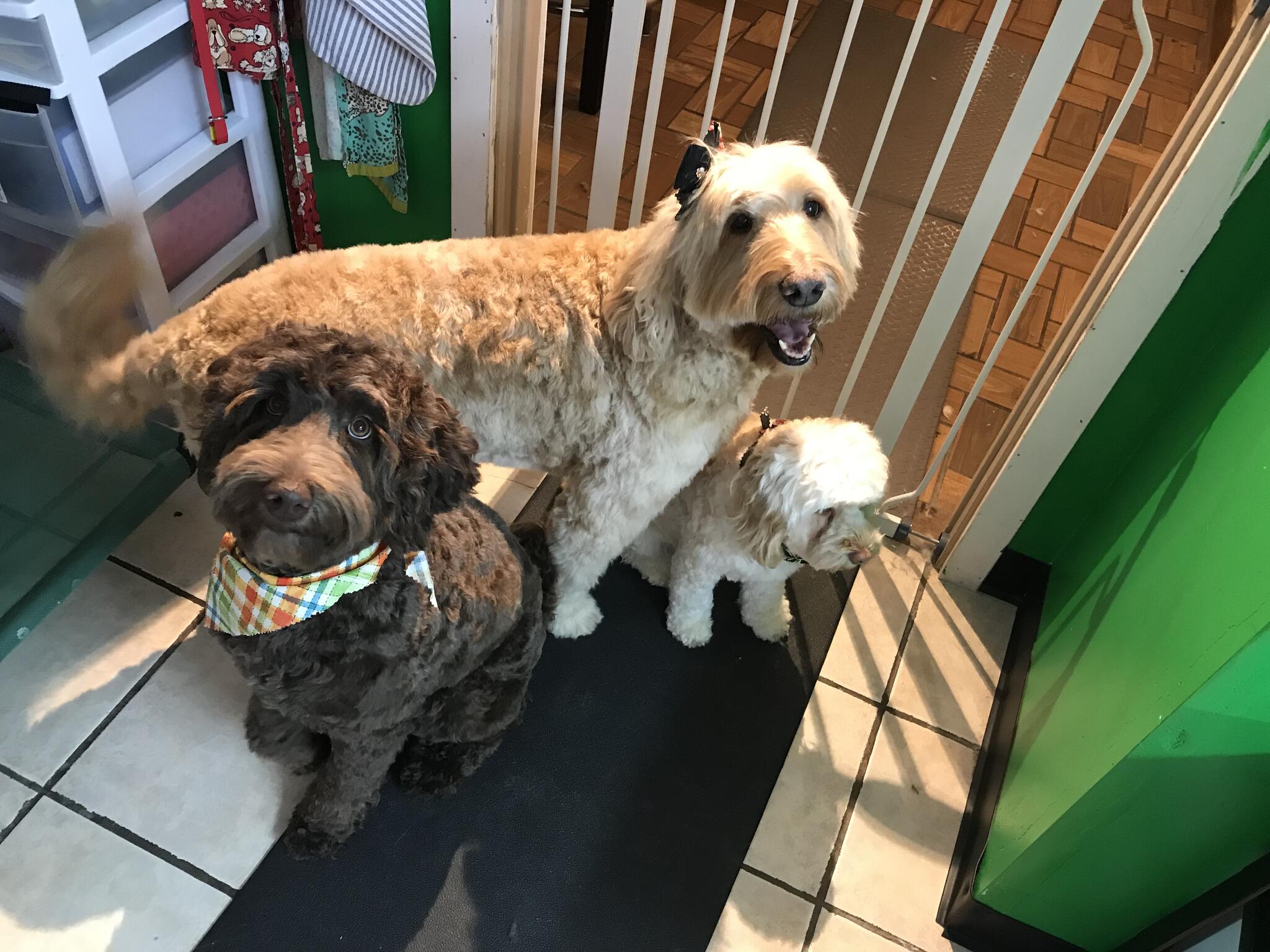 Grand Central Grooming LLC Longmont