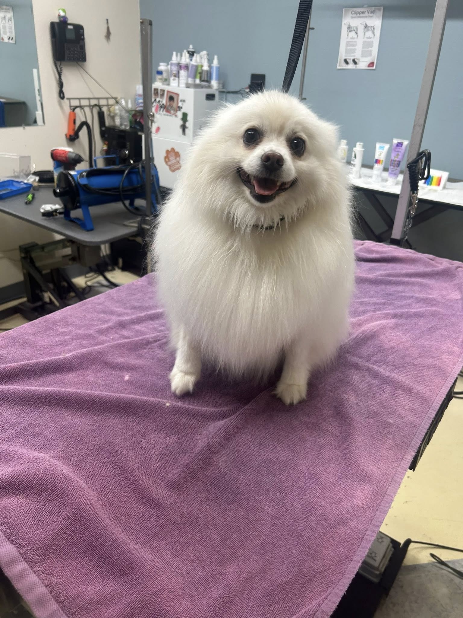 Chico's Grooming Spa Longmont