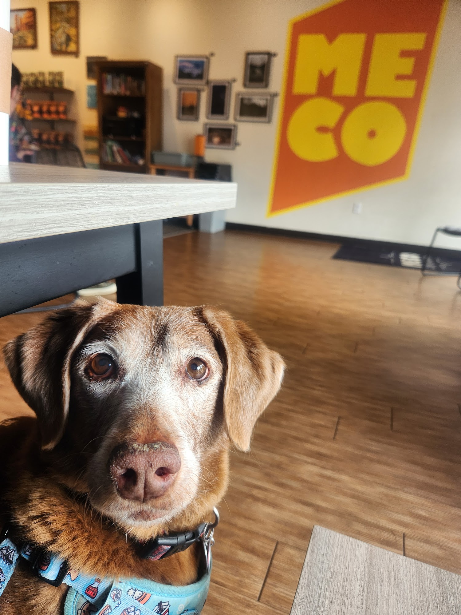 MECO Coffee Collective Longmont