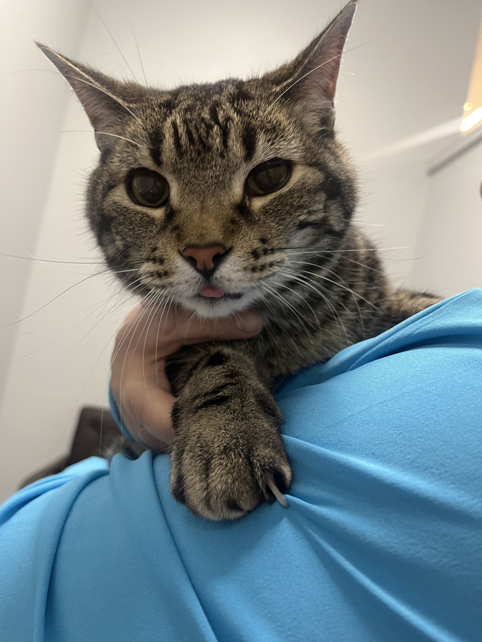 Pet Dental Clinic Longmont