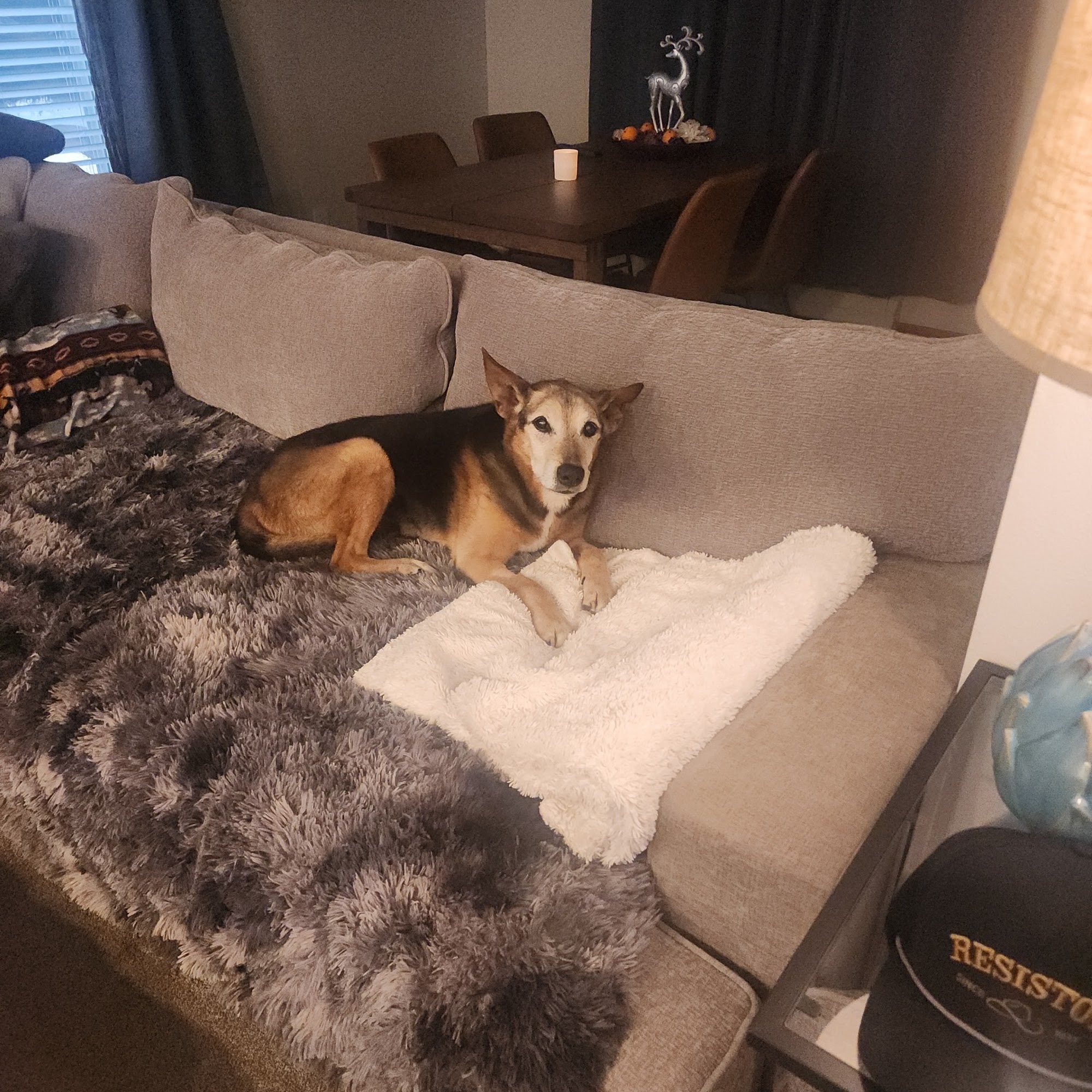 Pet Dental Clinic Longmont