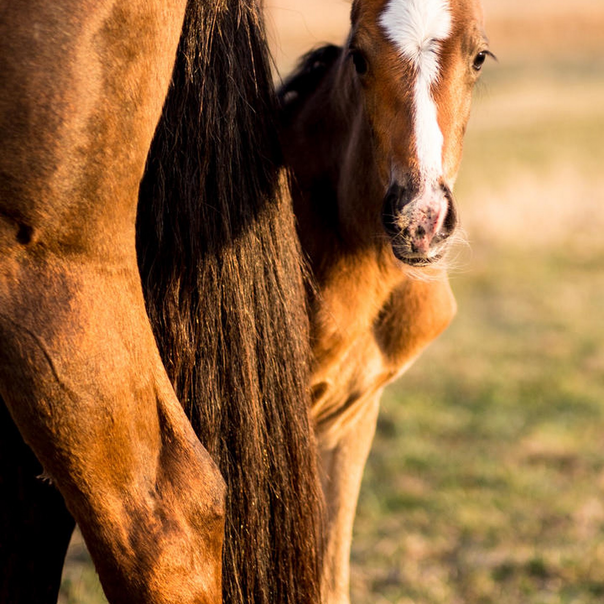 VetweRx Equine North Longmont