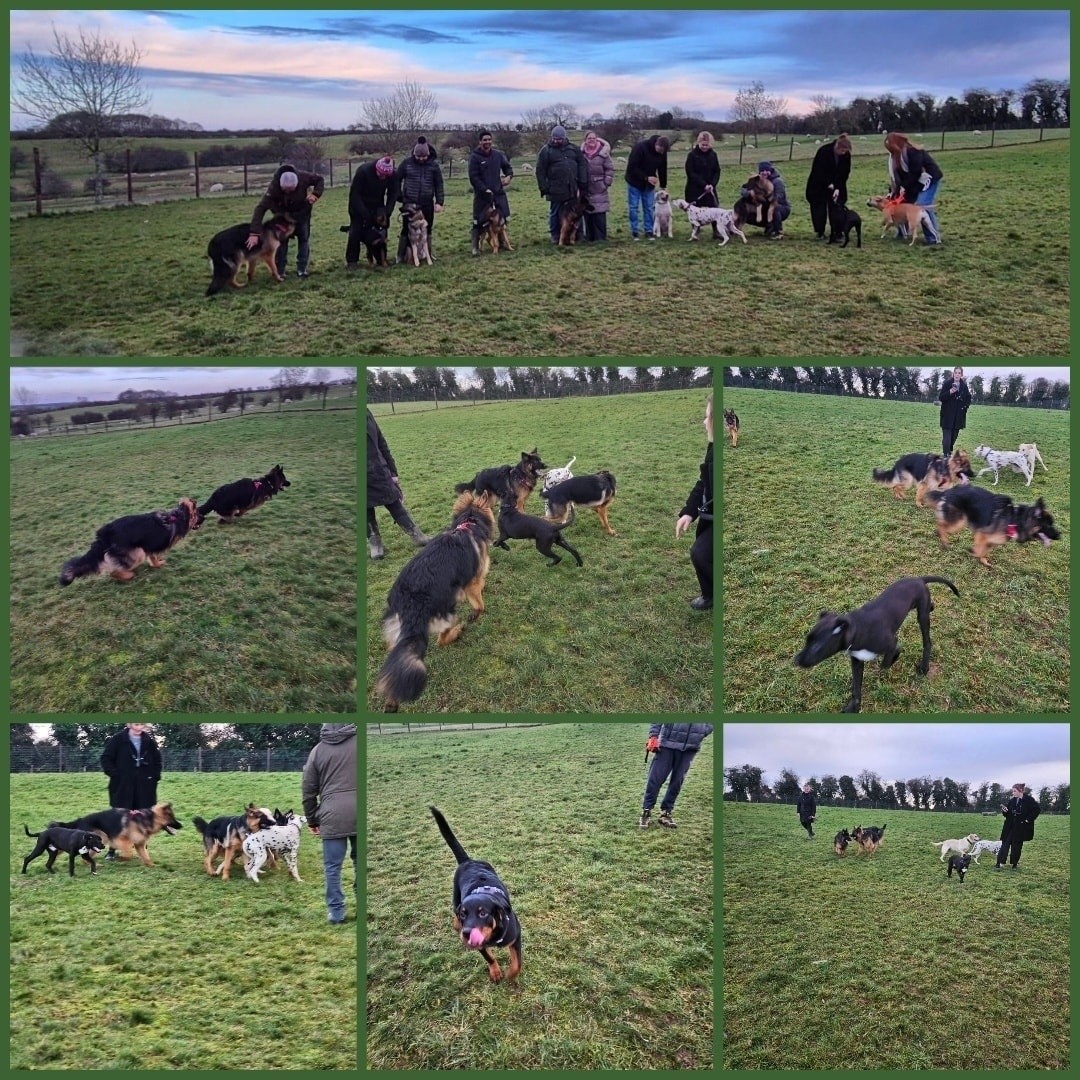 Citizen Canine Dog Training Longmont