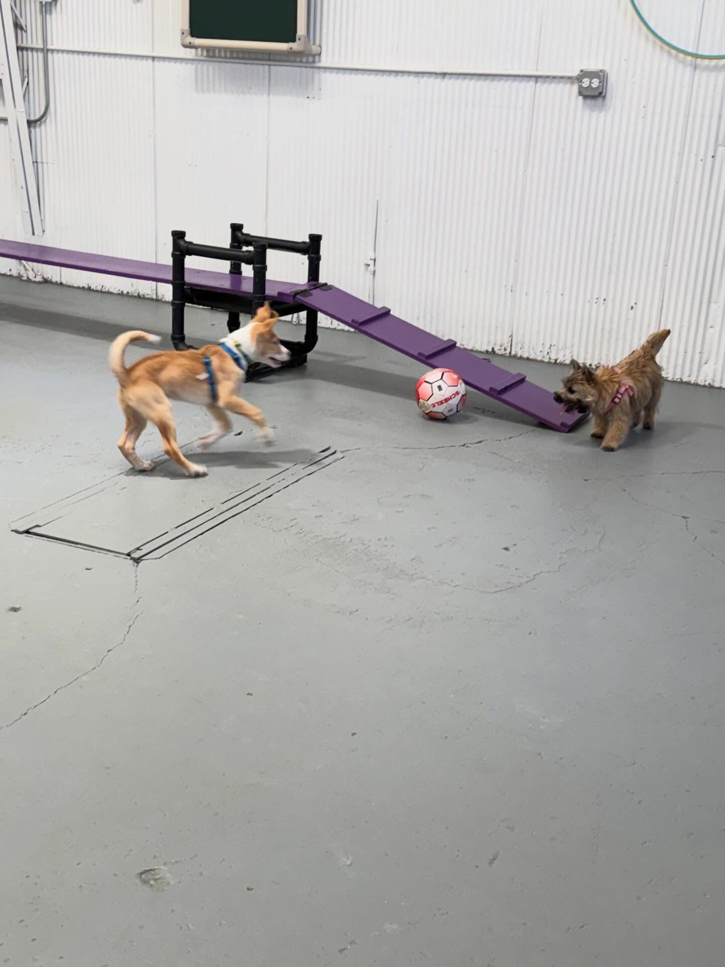 Synergy Dog Training & Behavior Solutions Longmont