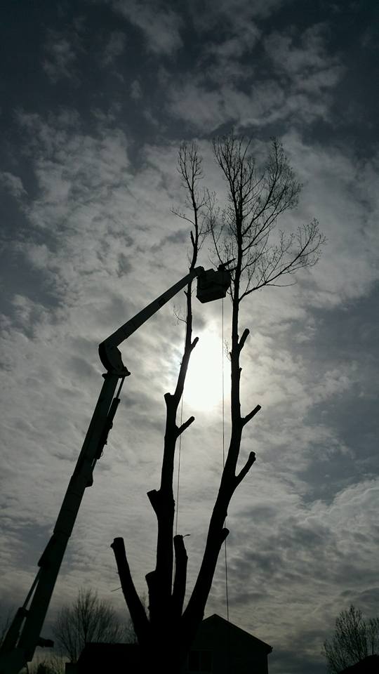 American Arborist Services