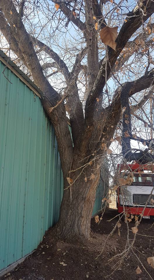 American Arborist Services