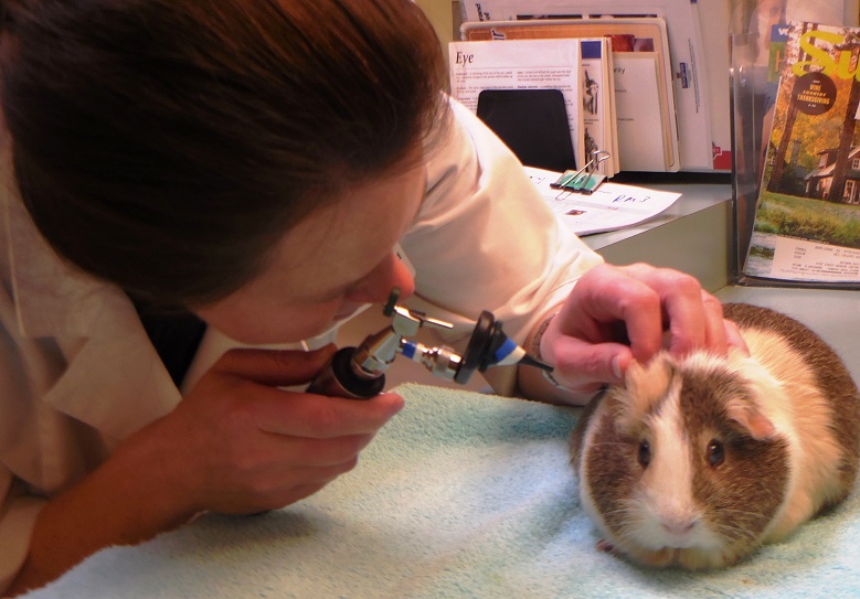 VCA Centennial Valley Animal Hospital Louisville