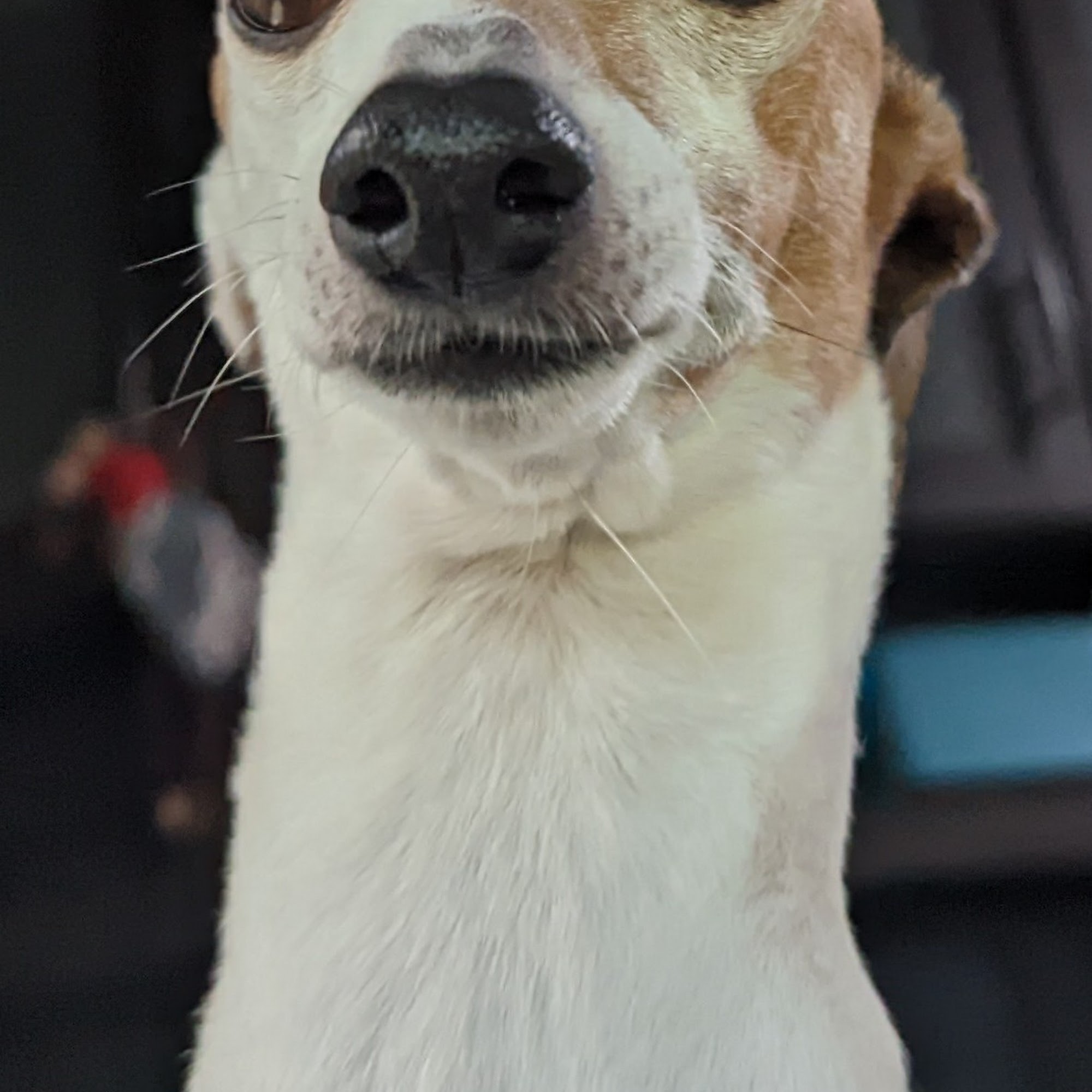 Louisville Veterinary Clinic Louisville