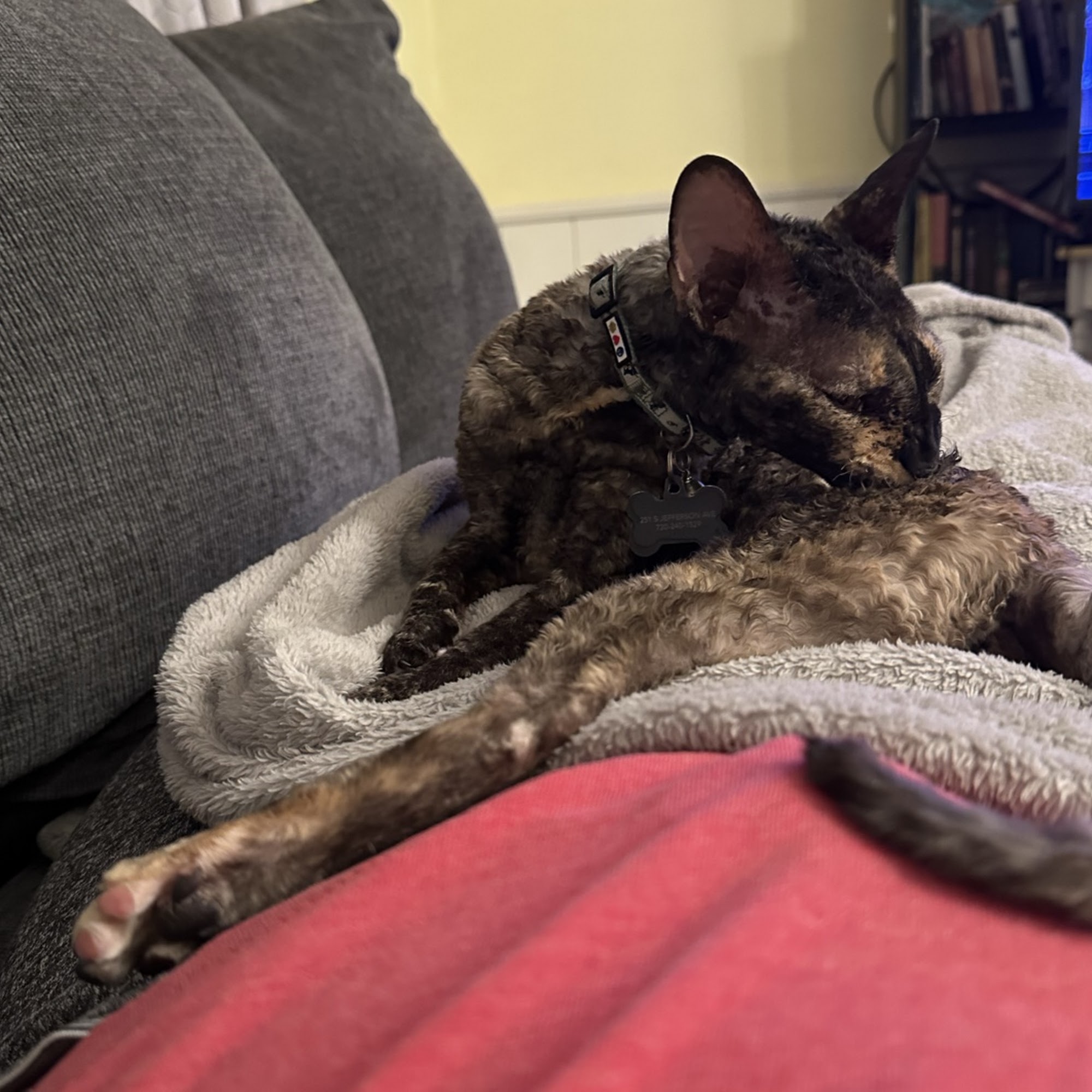 Louisville Family Animal Hospital Louisville