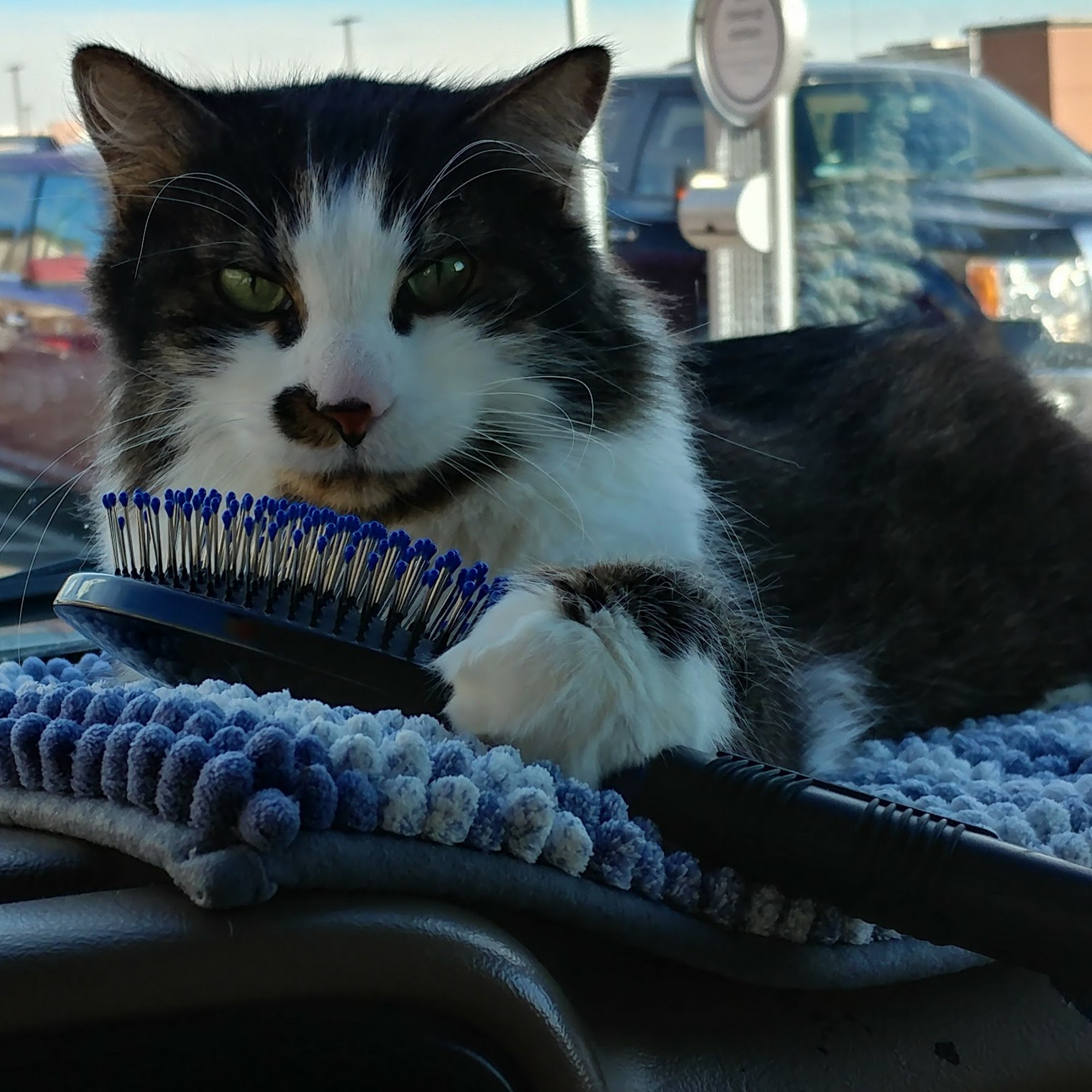 For the Love-Cats Vet Clinic Loveland