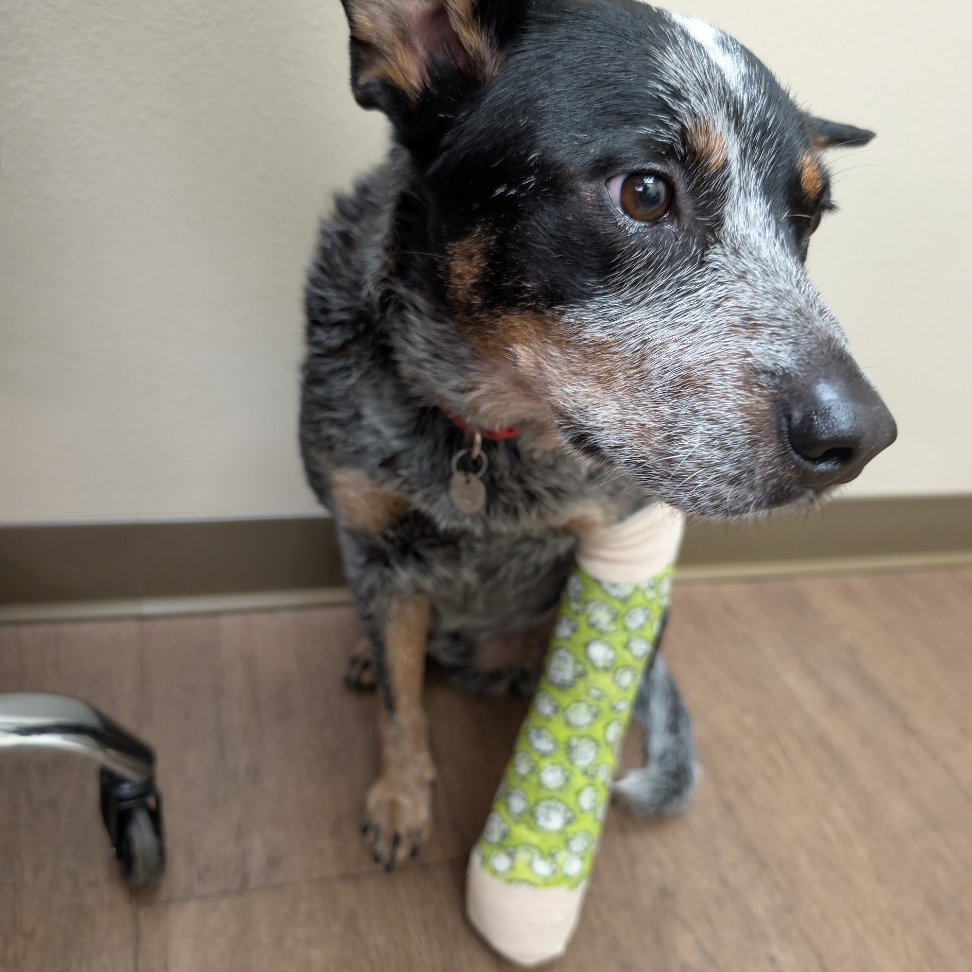 Loveland Veterinary Clinic Loveland