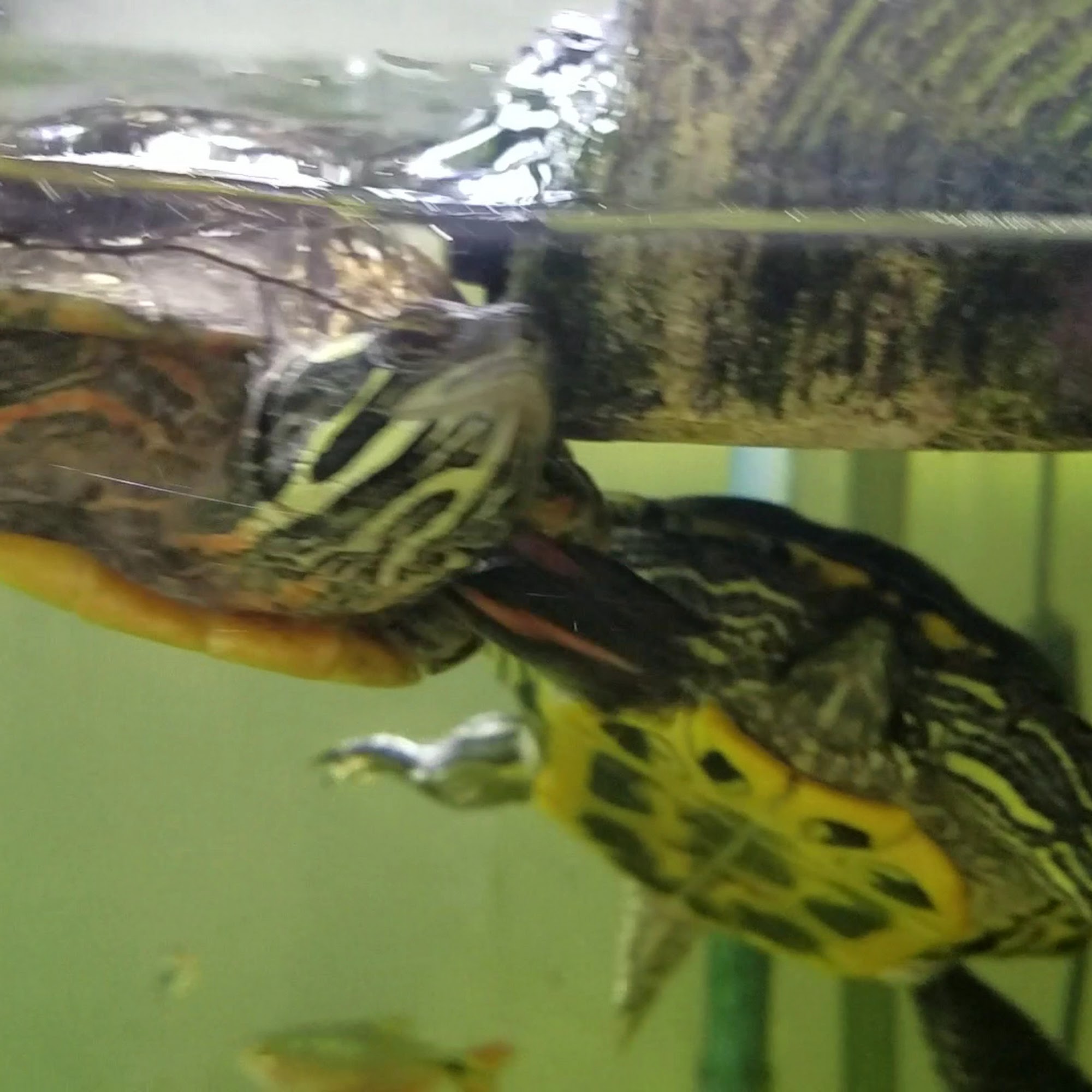 Boyd Lake Veterinary Center Loveland