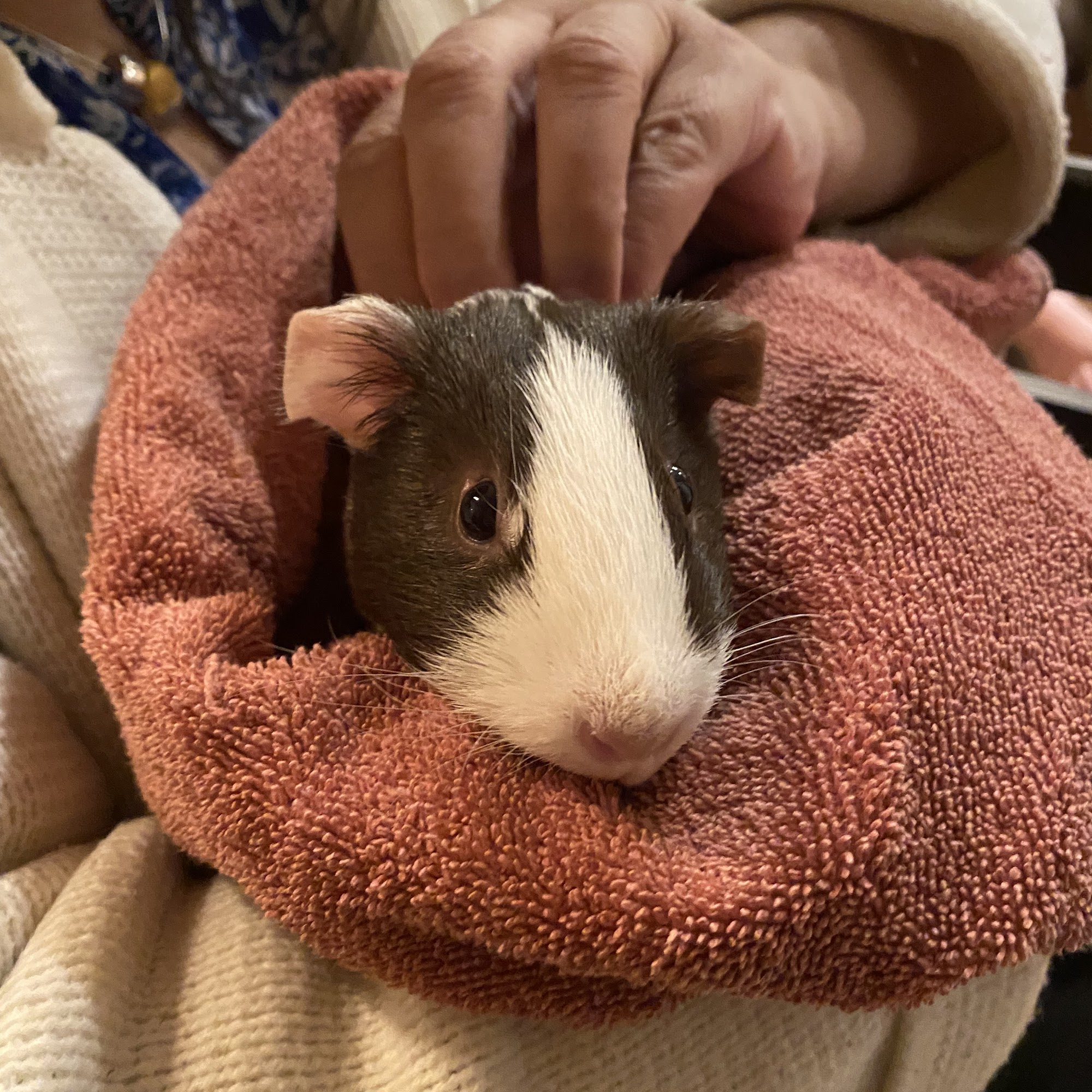 Copper Gate Animal Clinic Loveland