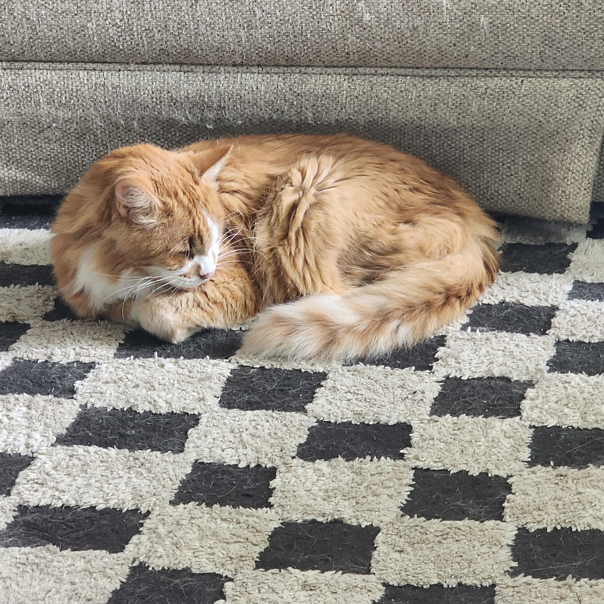 Southmarch Veterinary Hospital Loveland