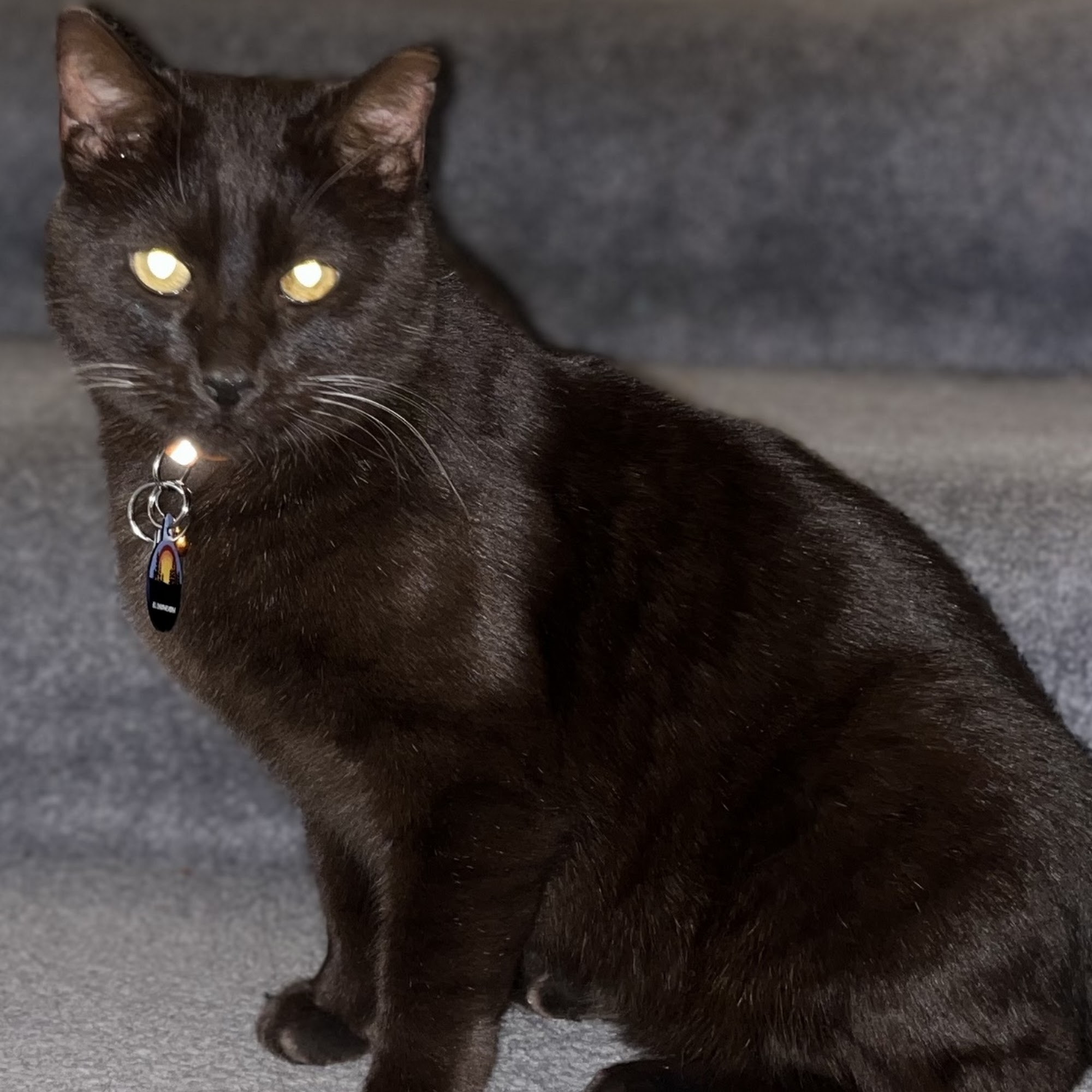 North Shore Animal Hospital Loveland