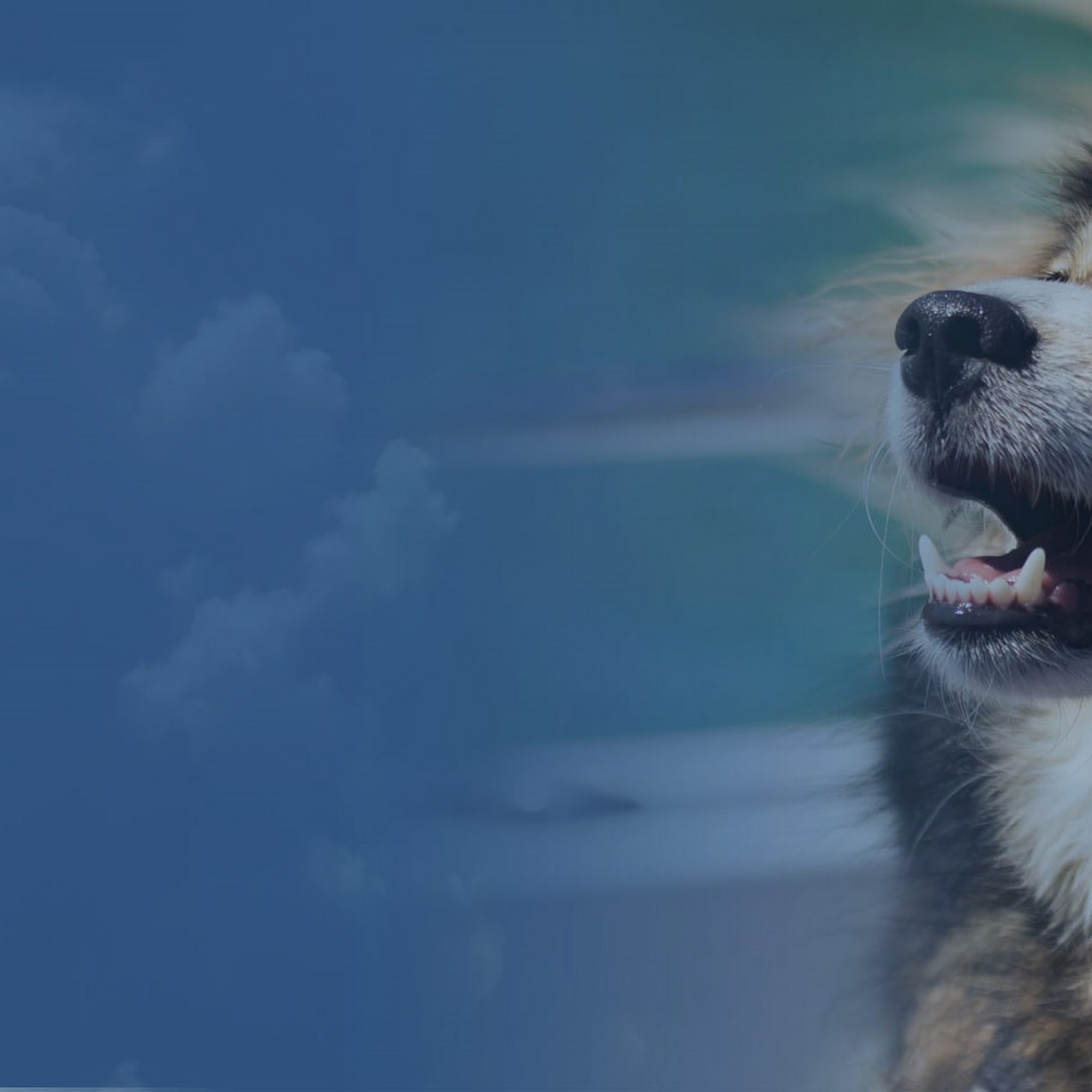 Animal Eye Center, PC Loveland