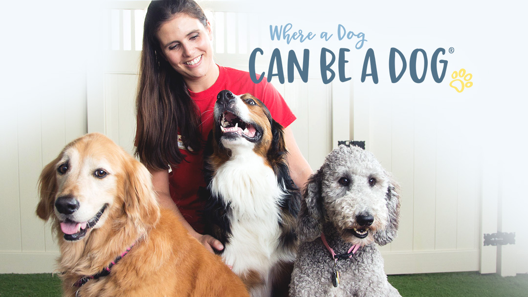 Camp Bow Wow Loveland Loveland