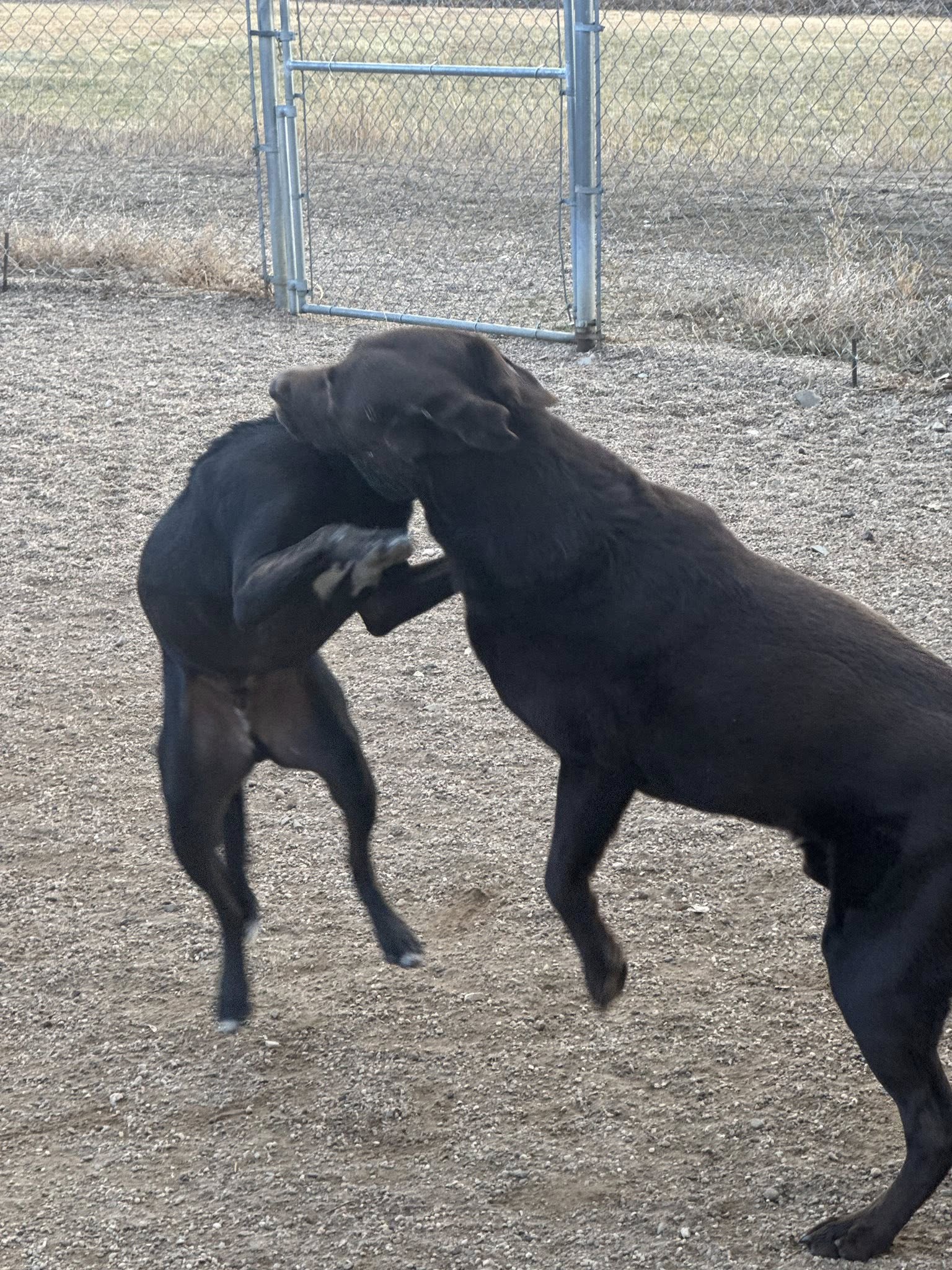 Creature Comforts Pet Retreat Loveland