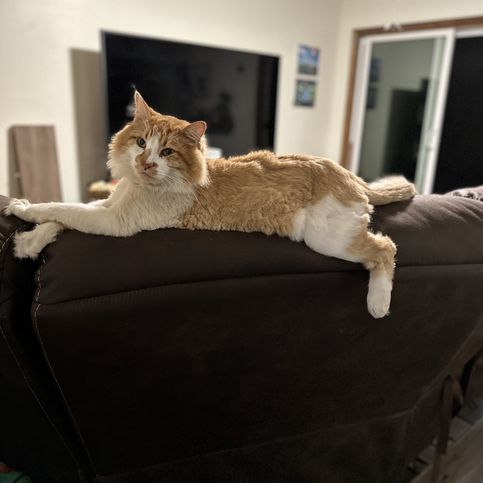 Jennifer's pet grooming Loveland
