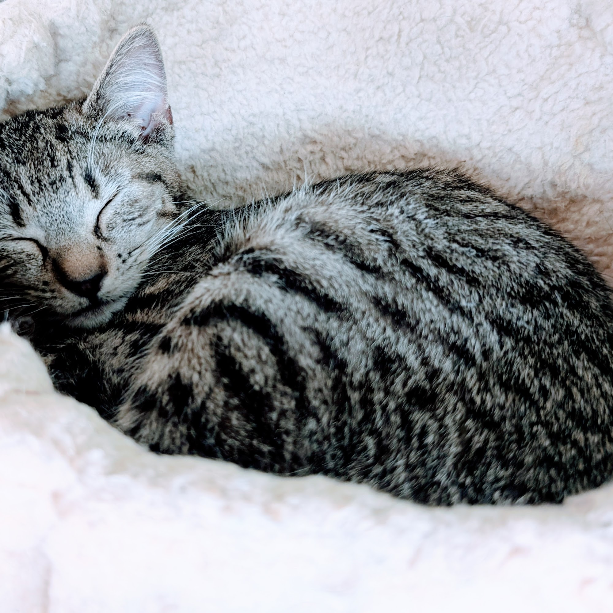 NoCo Cat Cafe Loveland