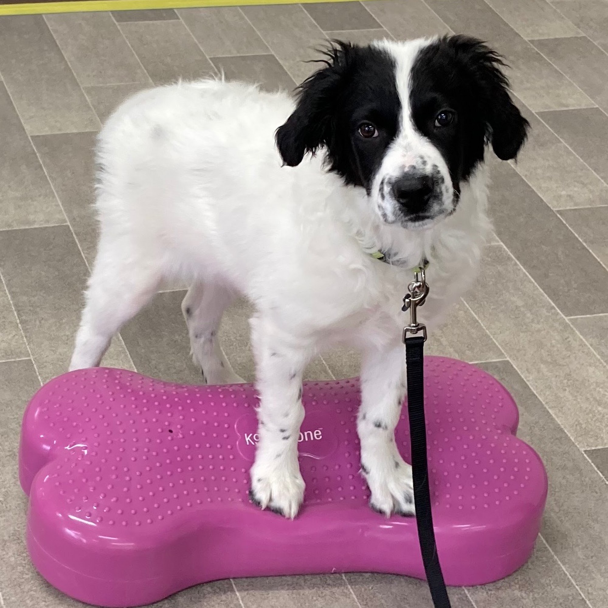 KK9 Dog Training LLC Loveland