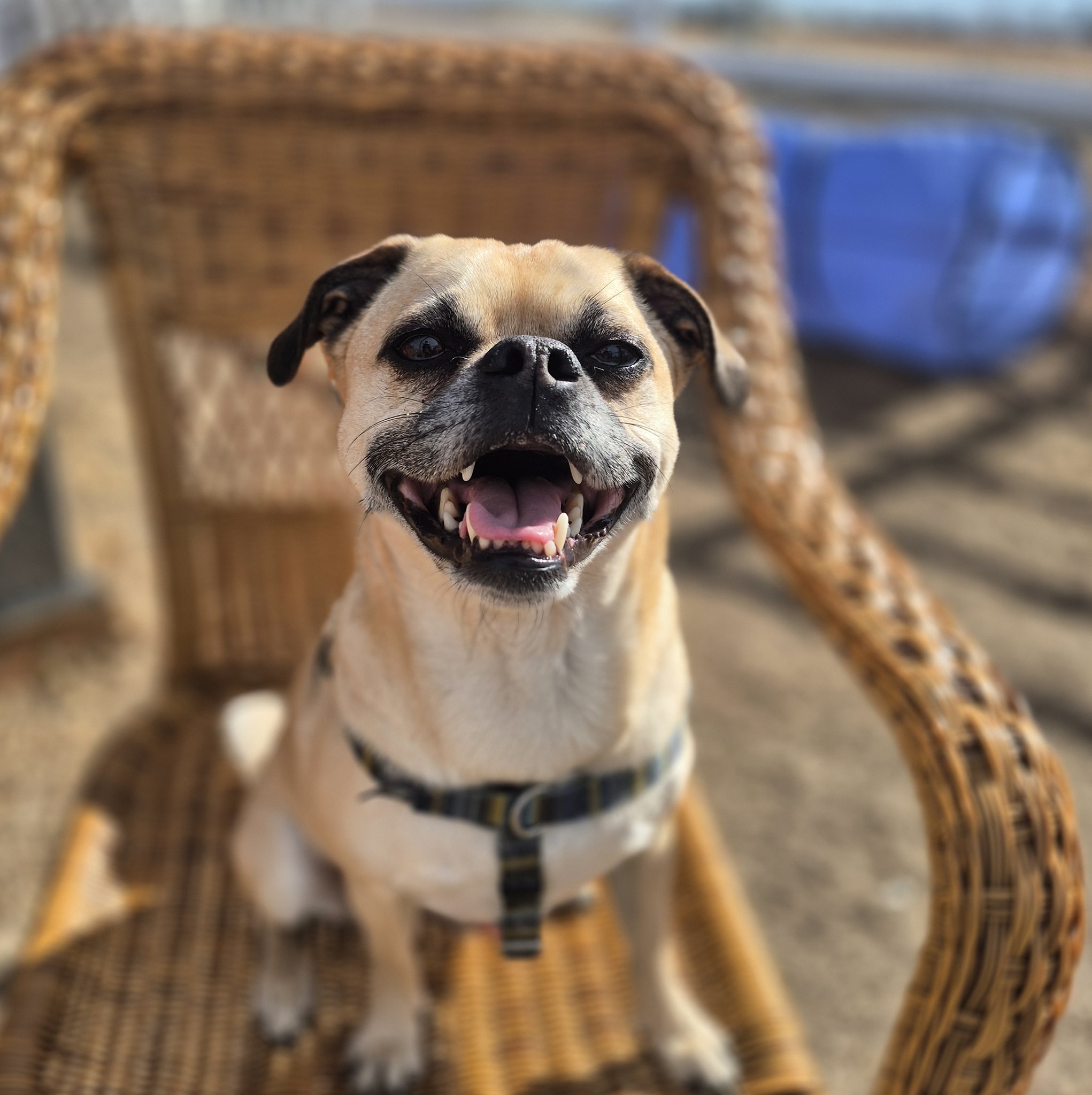 KK9 Dog Training LLC Loveland