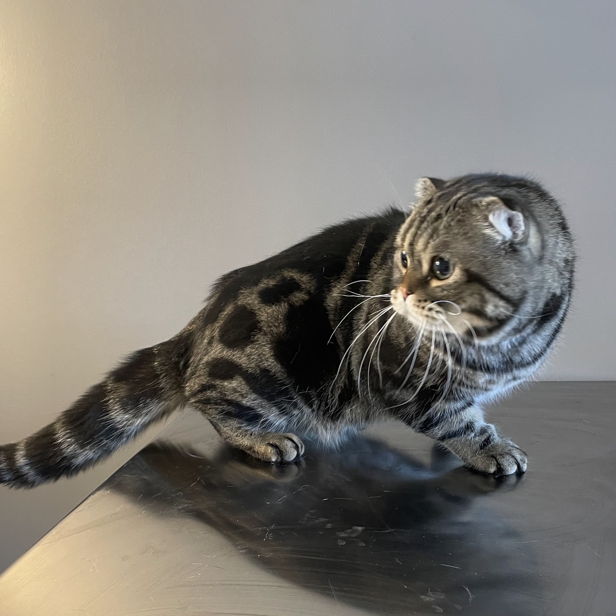 Divine Feline- Cat Exclusive Groomer Loveland