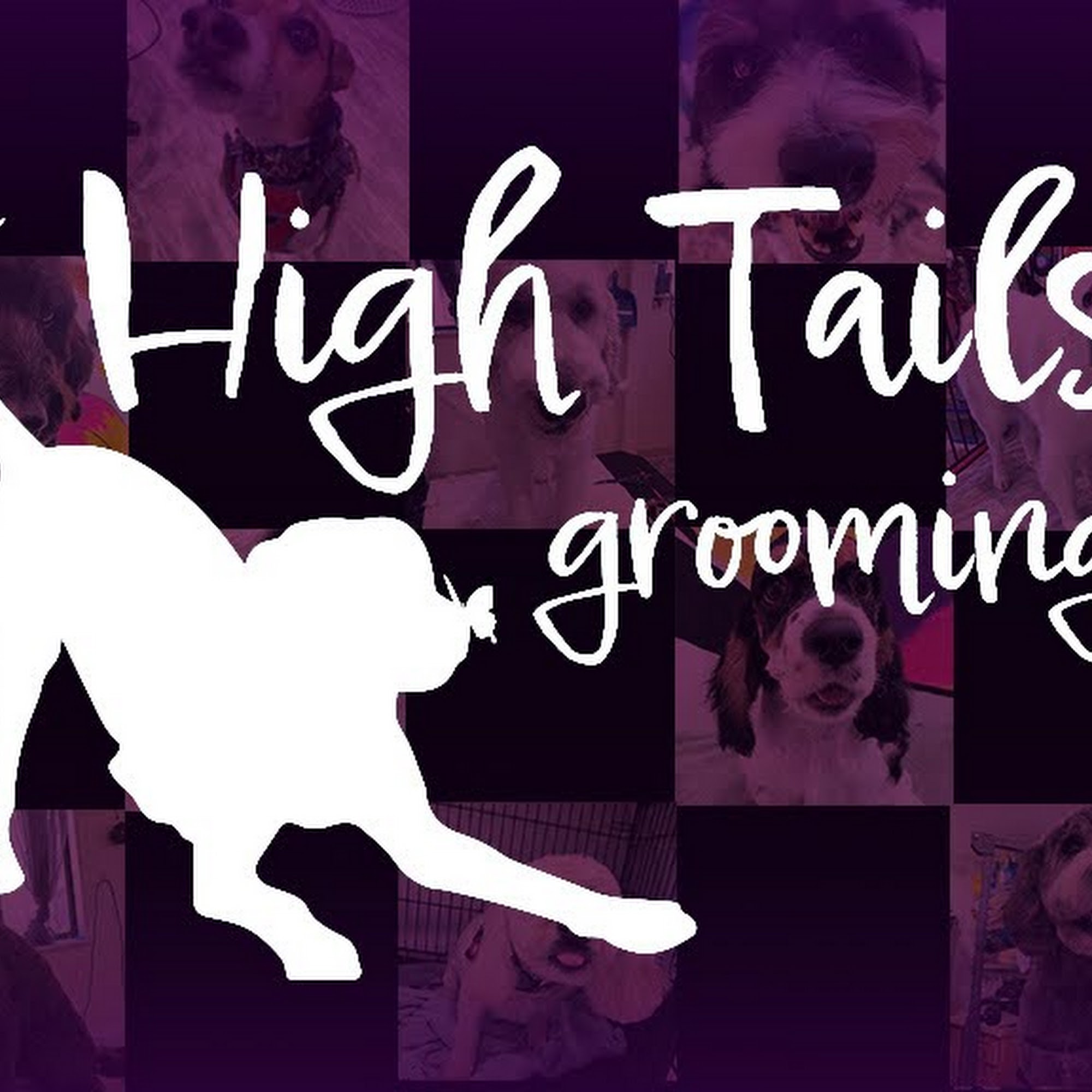 High Tails Grooming LLC 814 N Taylor Ave, Loveland Colorado 80537