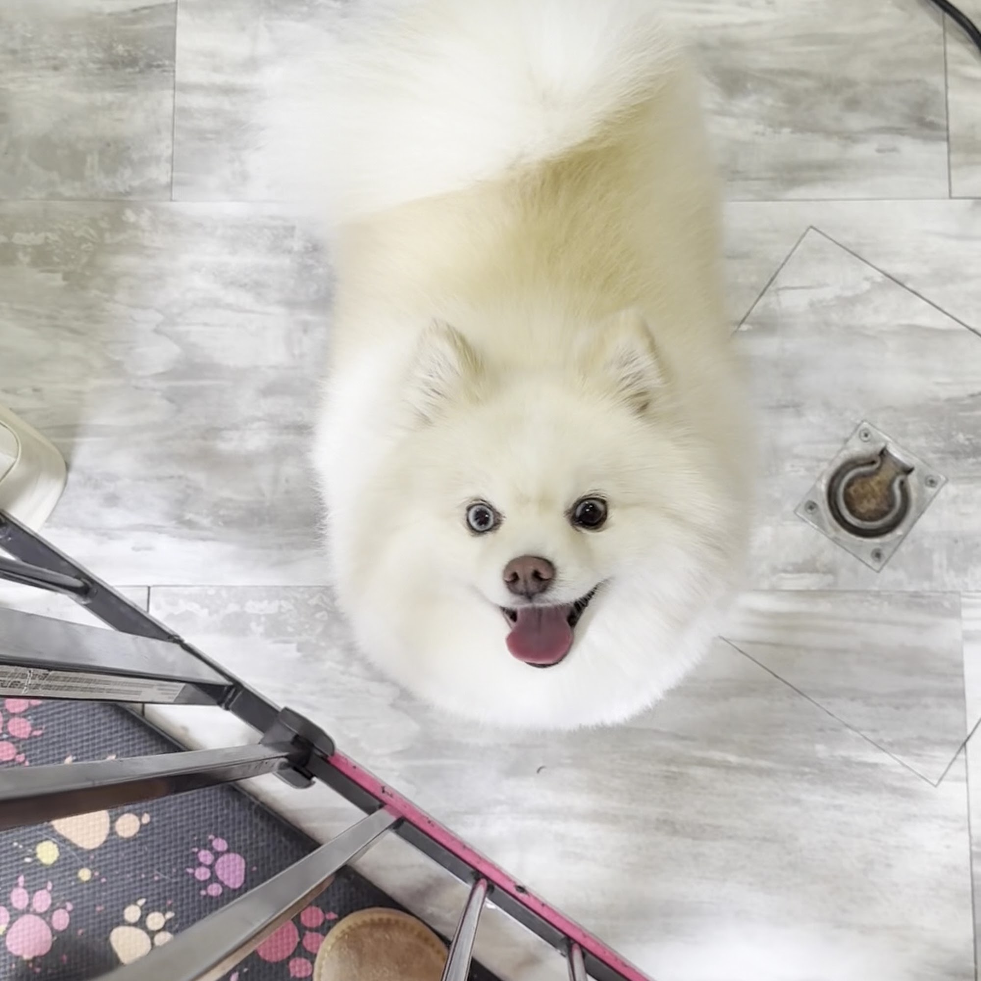 High Tails Grooming LLC Loveland