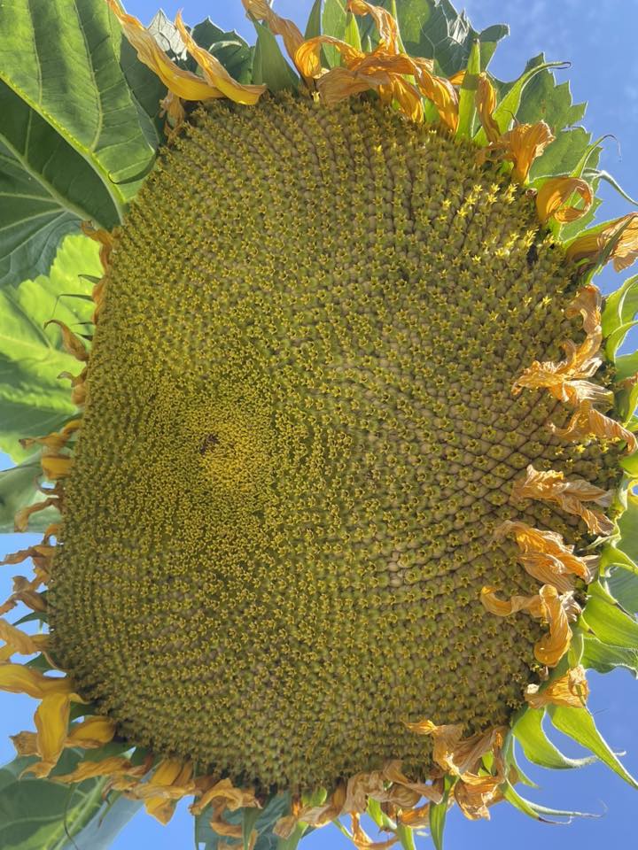 Bella La Crema, Popup Butter Shop Hours on Insta @bellalacrema Lyons