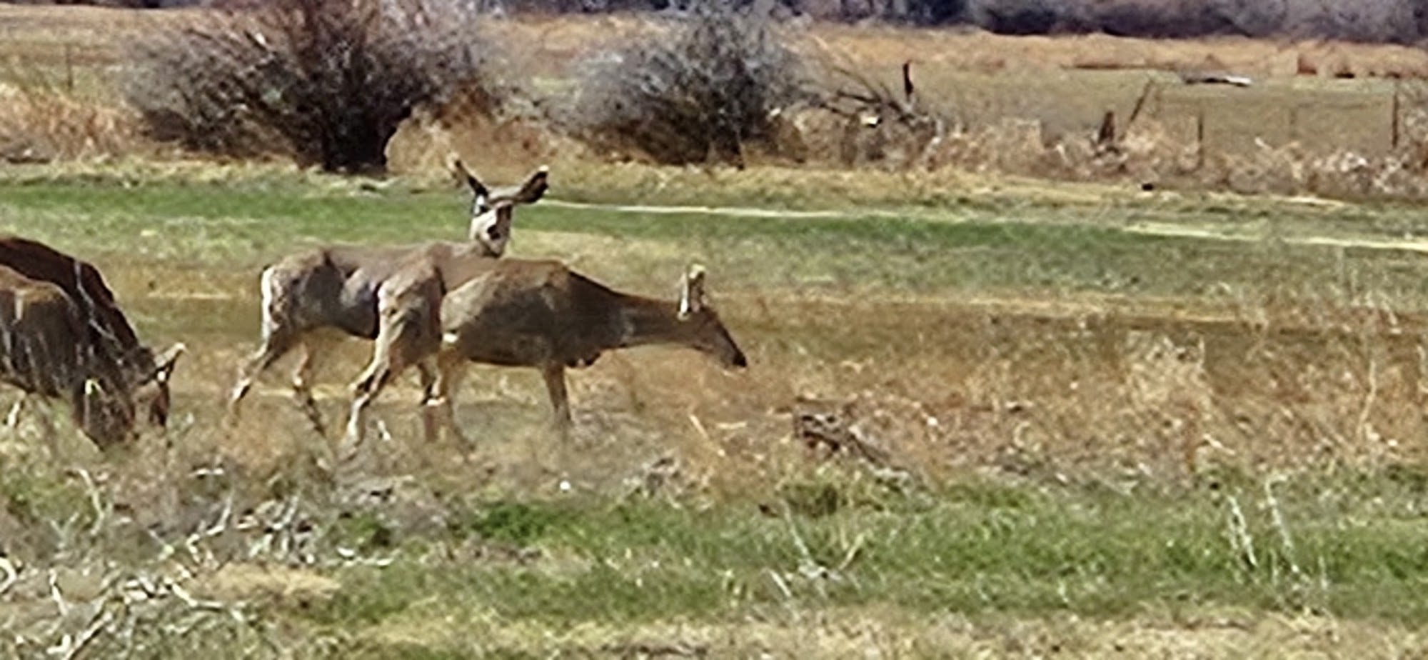 Casita de Rivera 501 Main St, Manassa