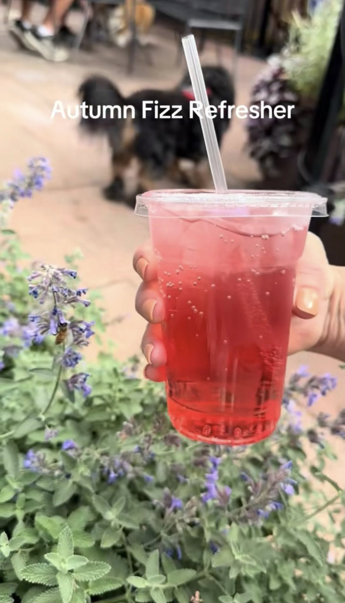 Rocky Mountain Beignets Manitou Springs