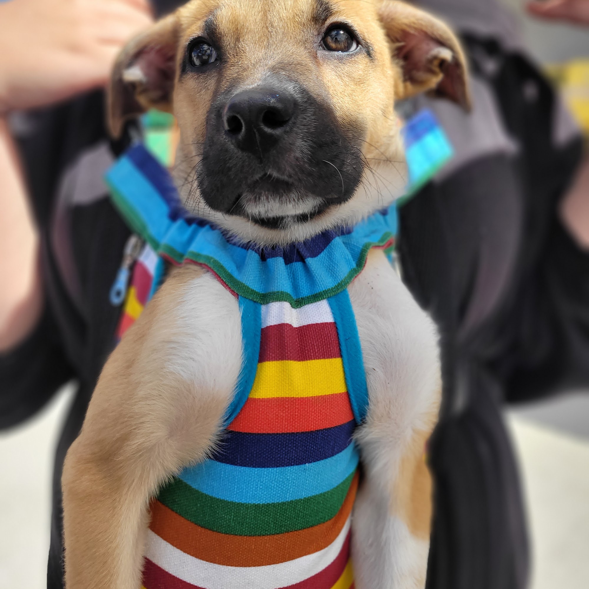 URGAS Conour Animal Shelter Monte Vista