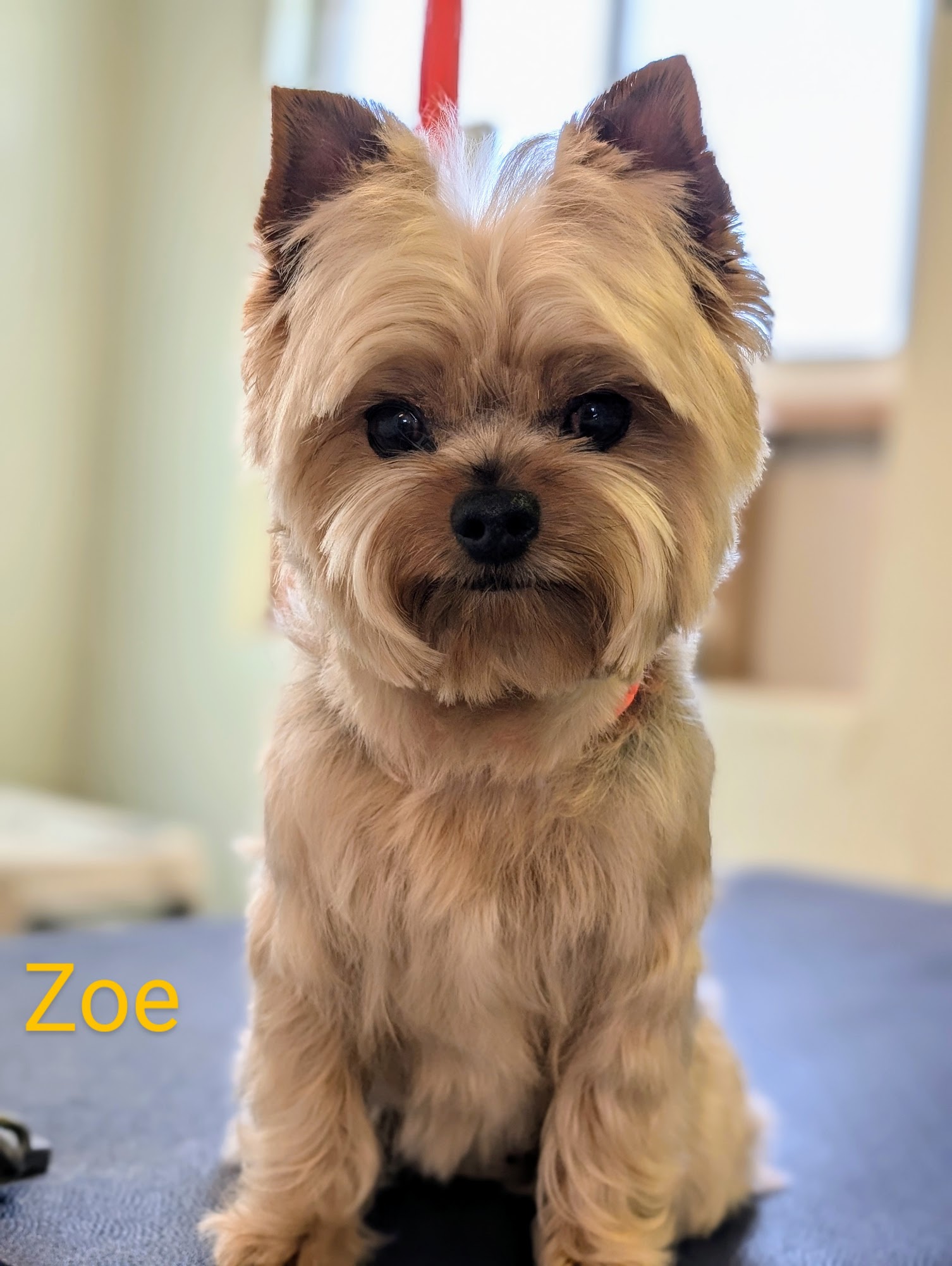 Doodler Dog Grooming LLC Montrose