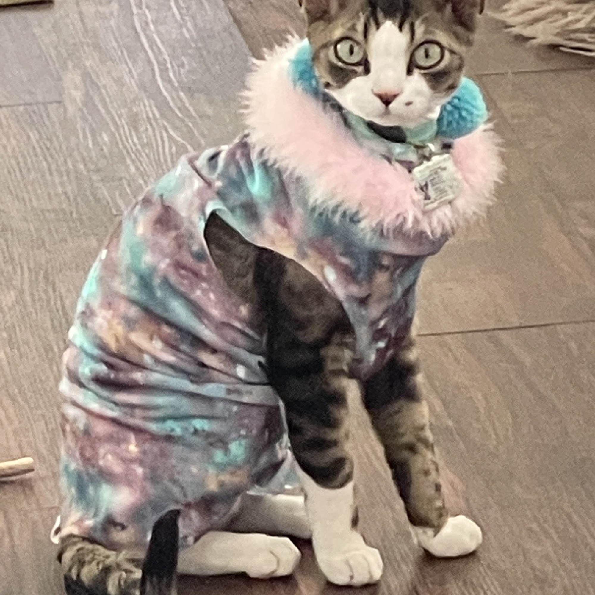 Black Canyon Veterinary Clinic Montrose