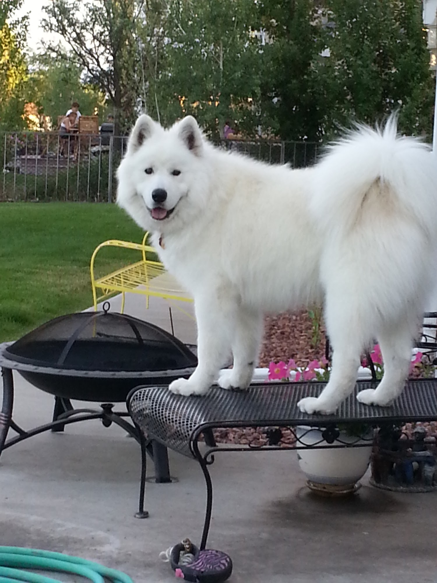 Montrose Vet Clinic Montrose